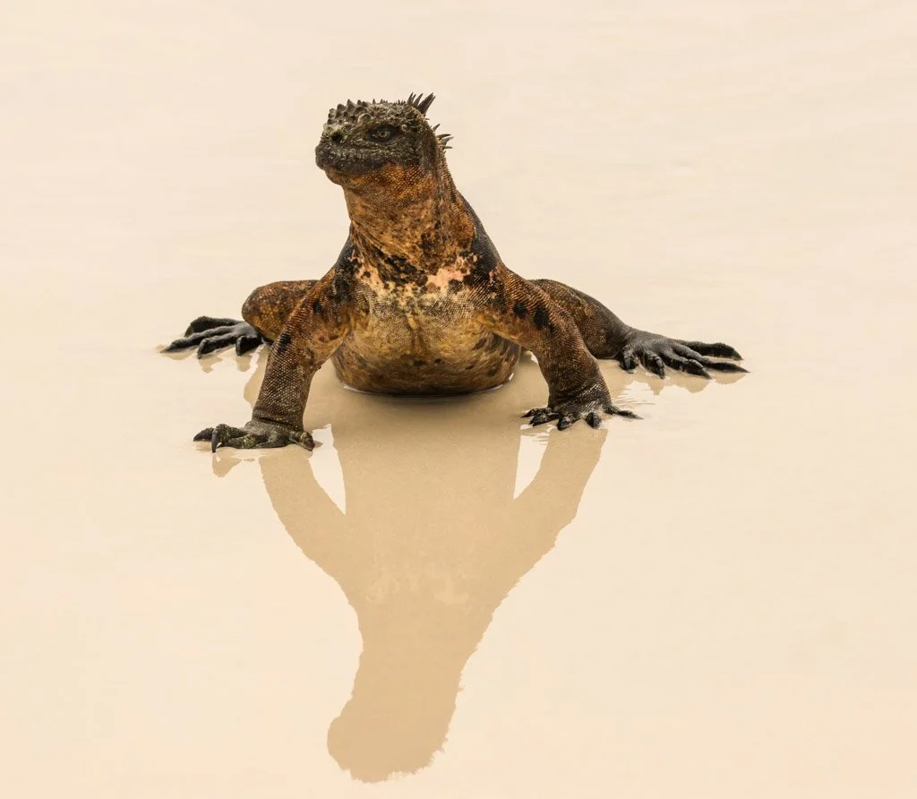 Marine Iguana
The only sea-going lizard—evolved to feed underwater, yet highly vulnerable to warming oceans. Forages in the ocean, diving up to 12 metres to graze on subtidal algae.