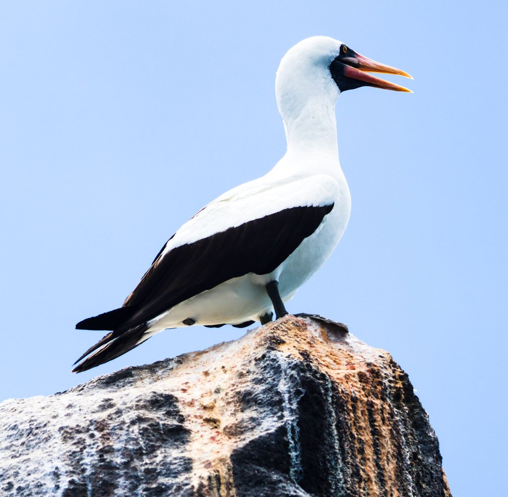 Nazca Booby
Specialised plunge-diver—streamlined body, air-sac cushioning and forward-set eyes enable high-velocity, precision strikes on pelagic fish; highly sensitive to shifts in ocean productivity (e.g. El Niño), making it an effective indicator 