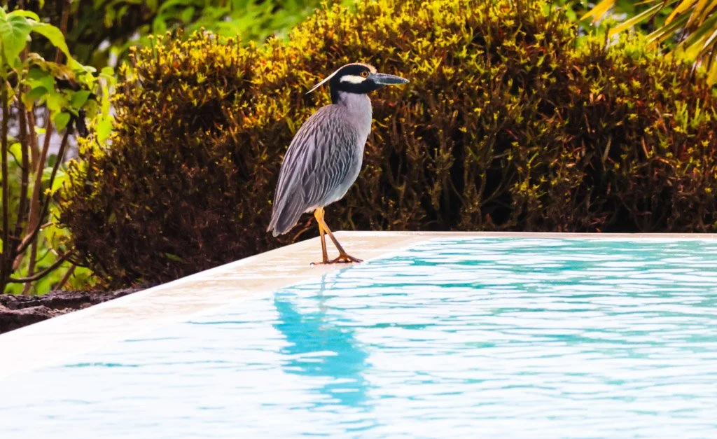 Yellow-crowned Night Heron has a bill architecture specifically evolved to crack crab and crustacean exoskeletons — heavier and more robust than a typical heron bill. A hotel pool in the Galápagos almost certainly has small crabs, invertebrates, or f