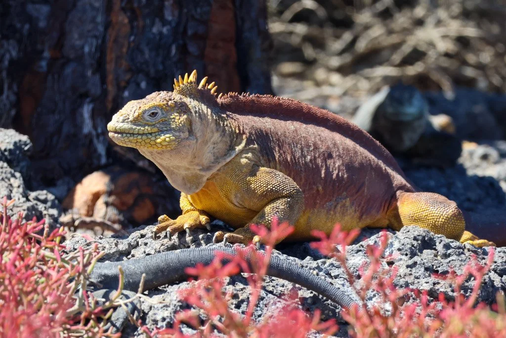 Galápagos Land Iguana s one of the more ecologically sophisticated reptiles in the archipelago. They consume fallen cactus pads and fruit, tolerating the spines, and in doing so disperse seeds across territories that can span several kilometres. A si