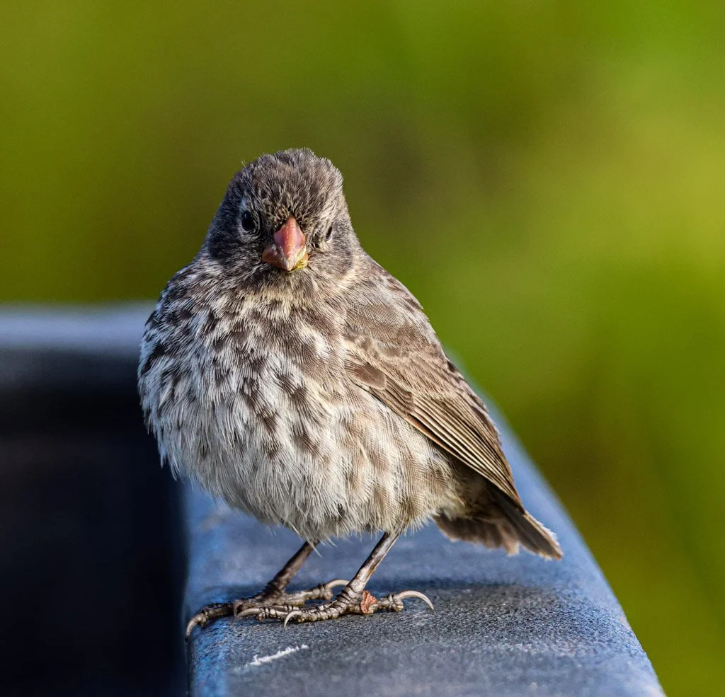Small Ground Finch (Darwin’s Finch)
Opportunistic and bold—they’ve learned to forage around people, adapting their behaviour as quickly as their beaks.