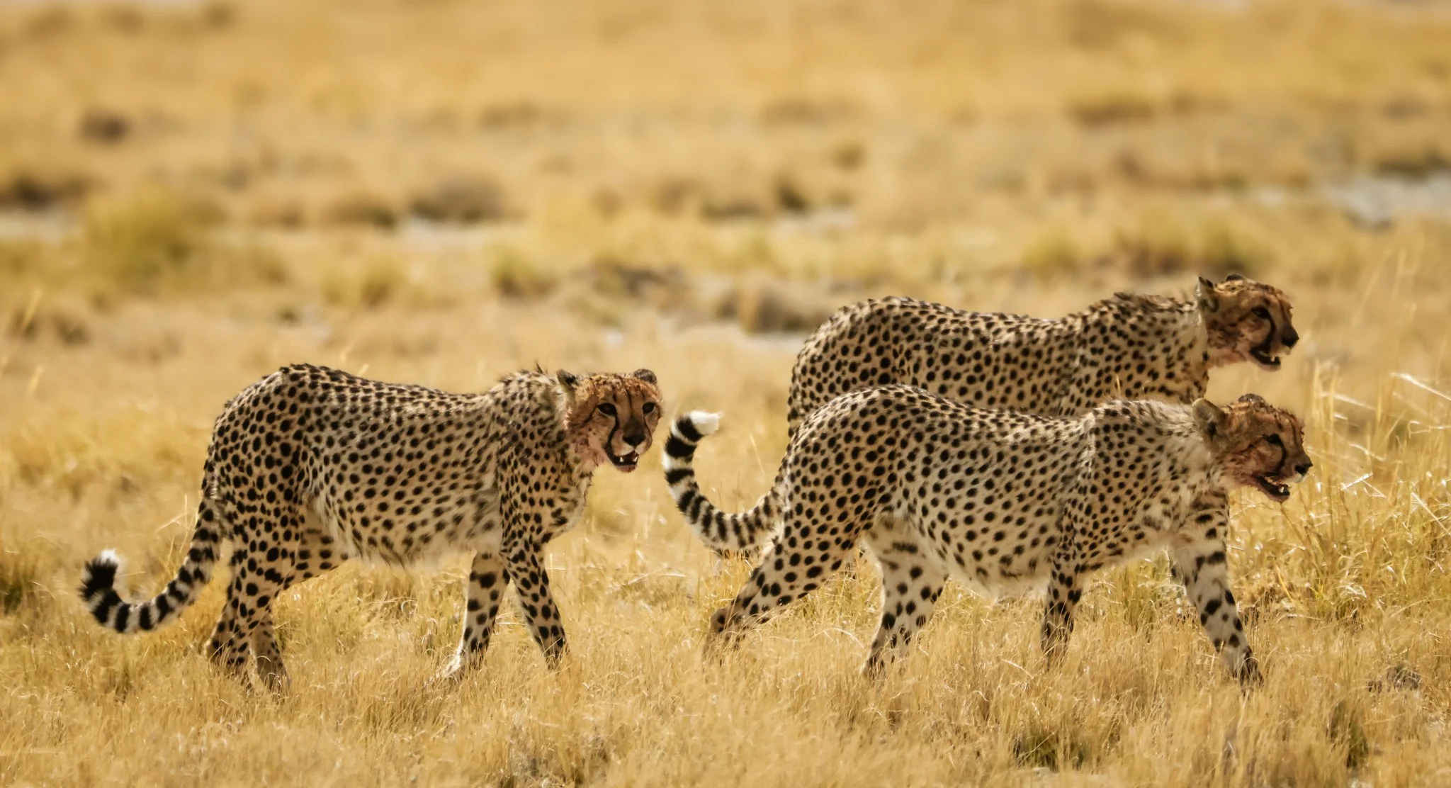 Makgadikgadi-Pans, Botswana