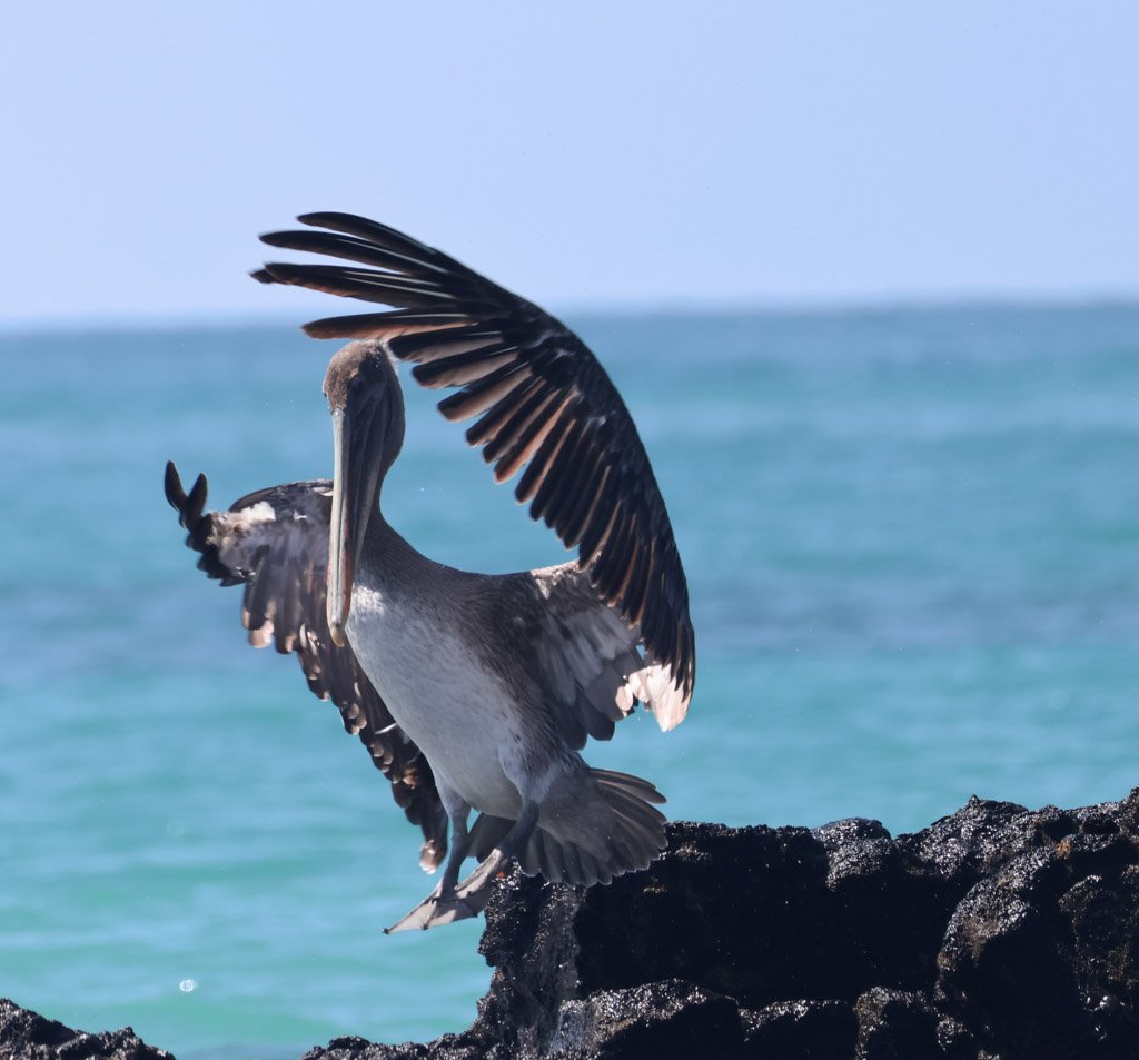 Brown Pelican
They plunge headfirst from the air, using built-in air sacs to survive the impact.  The skin of the underwing and axillary region is highly vascularised, and by lifting and curving the wings, the bird exposes that surface to airflow to 