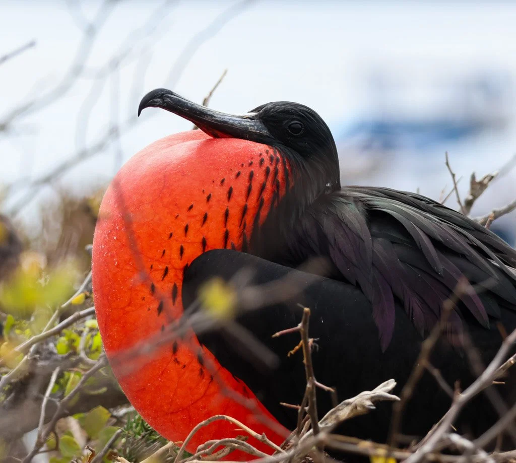 Magnificent Frigatebird (male)
That inflated red pouch is pure theatre—used to attract a mate, but only if she’s impressed. That Pouch Takes 20 Minutes to Inflate — and Up to Two Months to Deflate
