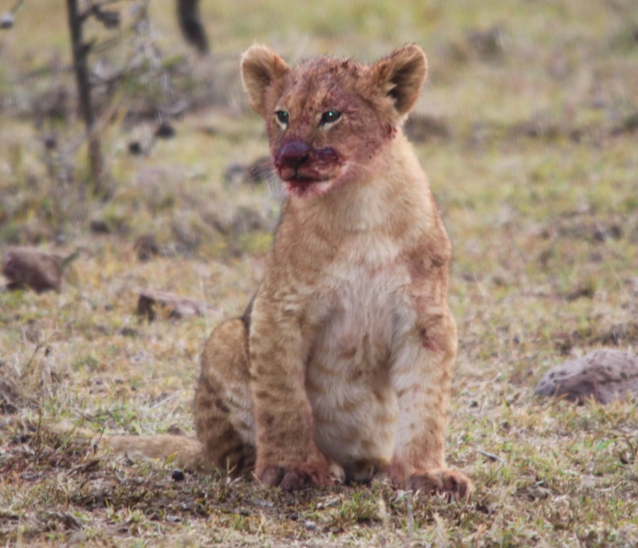 Dusk, Masi Mara, Kenya