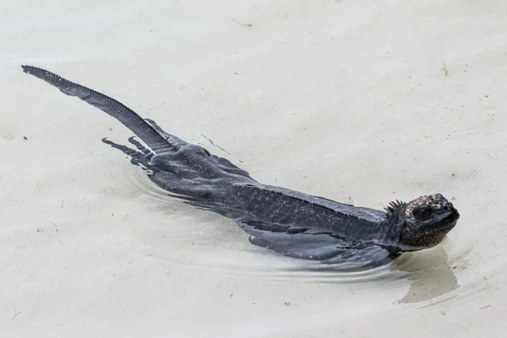 Marine Iguana
Laterally compressed tail provides propulsion—efficient swimmer adapted for shallow coastal feeding.