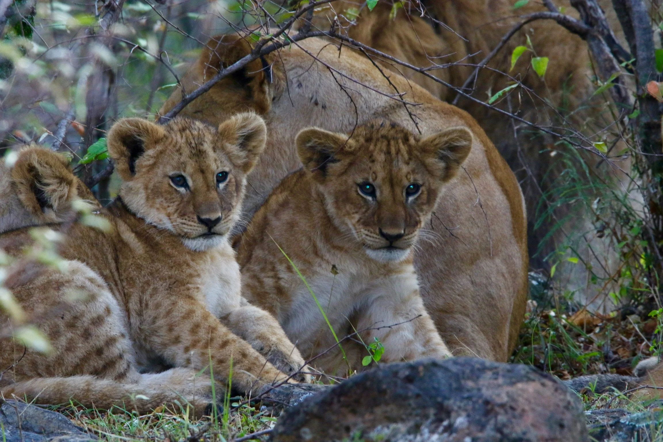 Mongena Private Game Lodge, South Africa