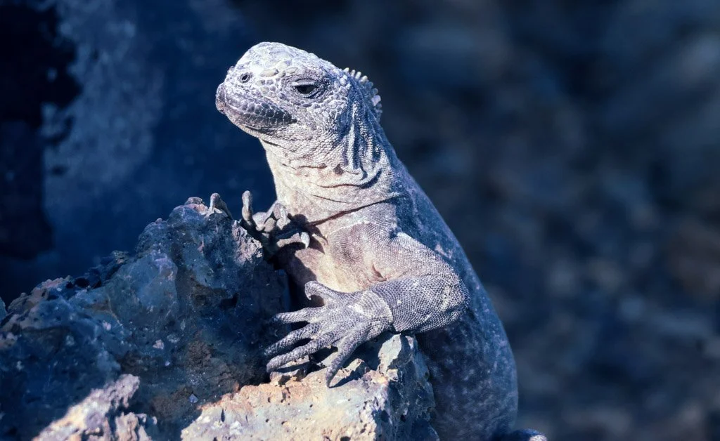 Galápagos Marine Iguana
Once pushed to the brink by introduced species—now recovering through careful conservation and protection.