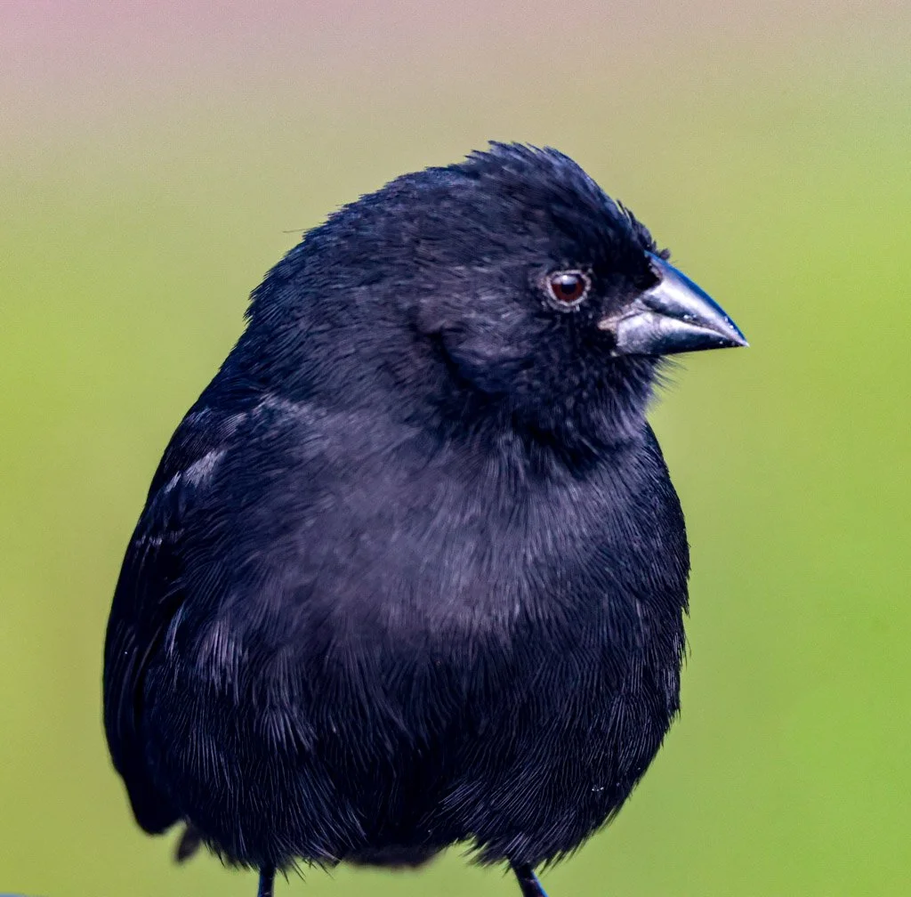 Small Ground Finch (Darwin’s Finch)
In dry years, only birds with the strongest beaks survive—evolution here can shift in a single season.