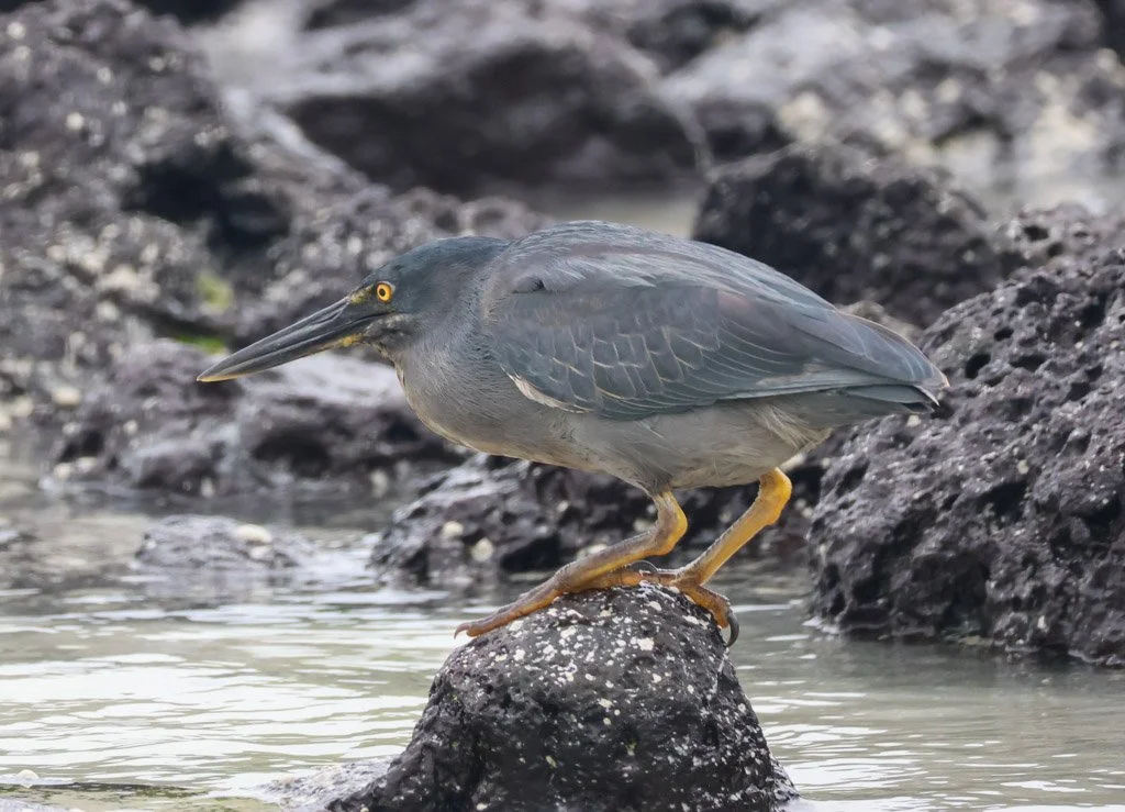 Lava Heron (Striated Heron – Galápagos)
A master of ambush—standing still for minutes before striking with lightning speed 
hitting with a strike measured at under 100 milliseconds. It doesn't chase. It waits and calculates.