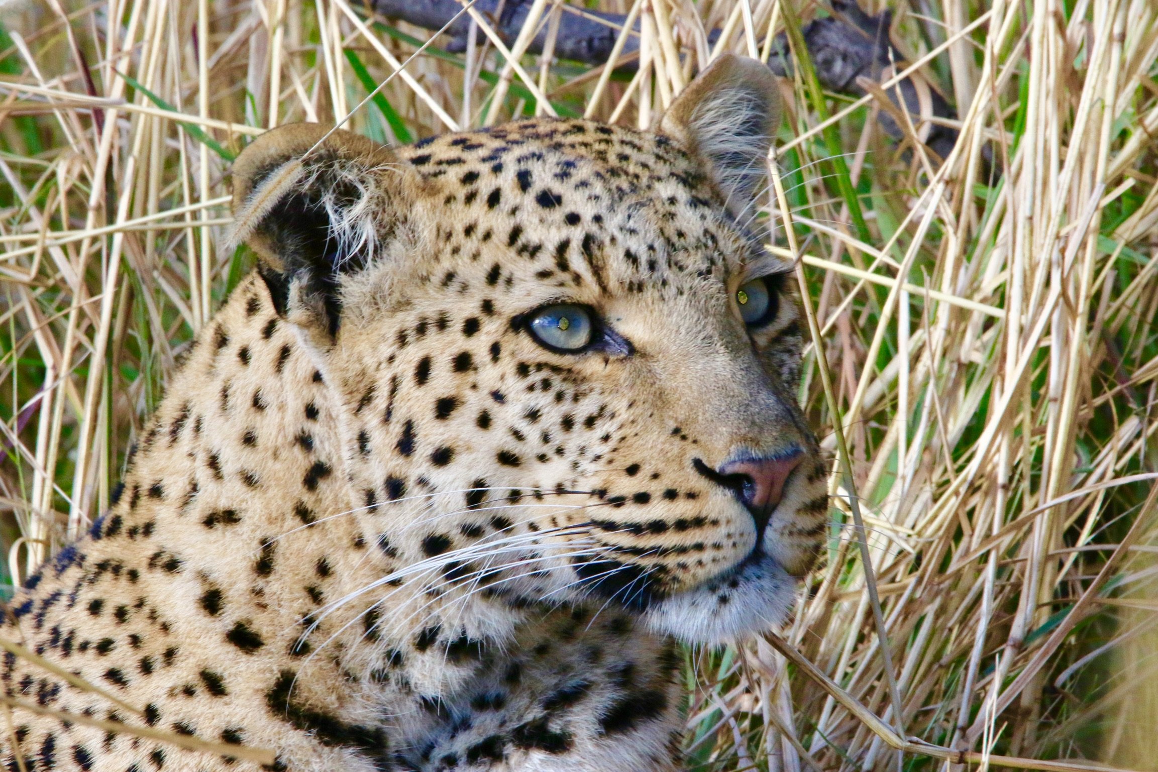 Okavango Delta, Botswana. 2024