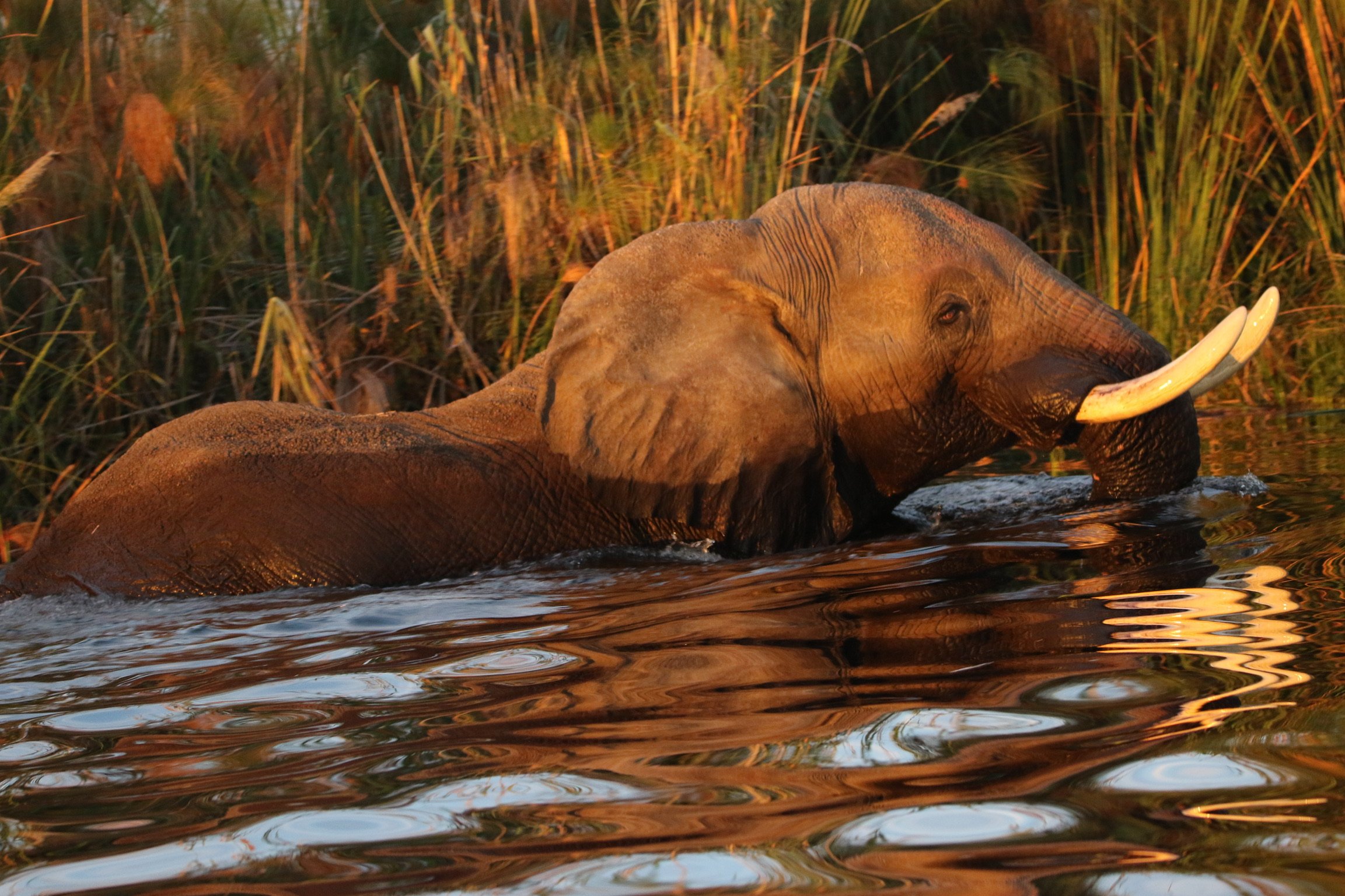 Okavango Delta, Botswana