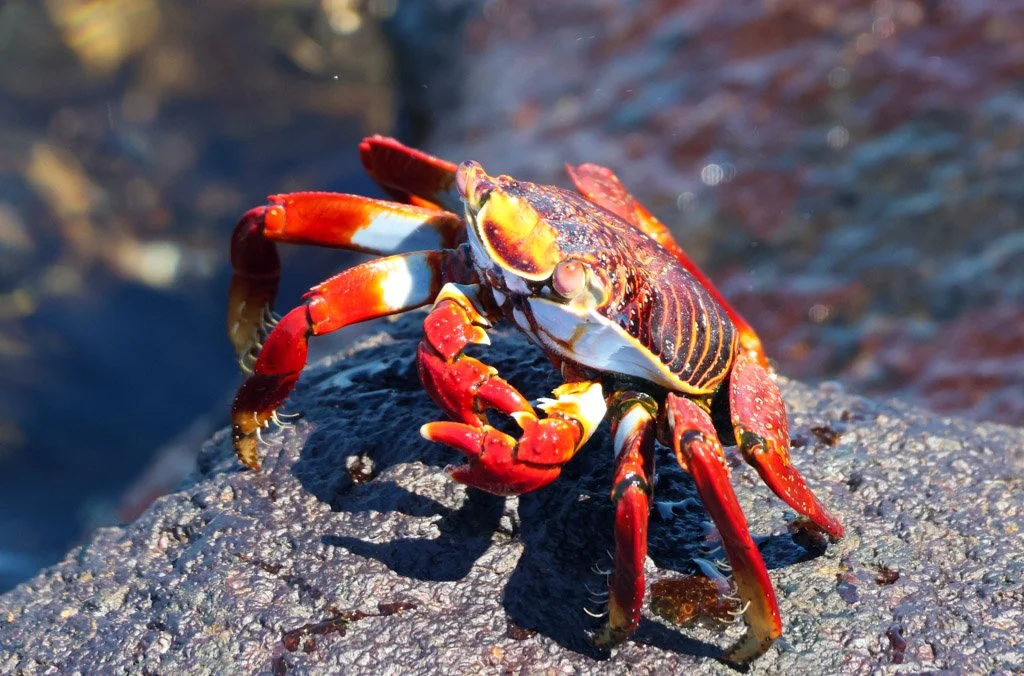 Sally Lightfoot Crab.they transition through mottled brown to the explosive red, orange, blue, and yellow adult colouration. That adult colour is a direct predation risk. The fact that evolution has maintained it means the benefits outweigh the cost,