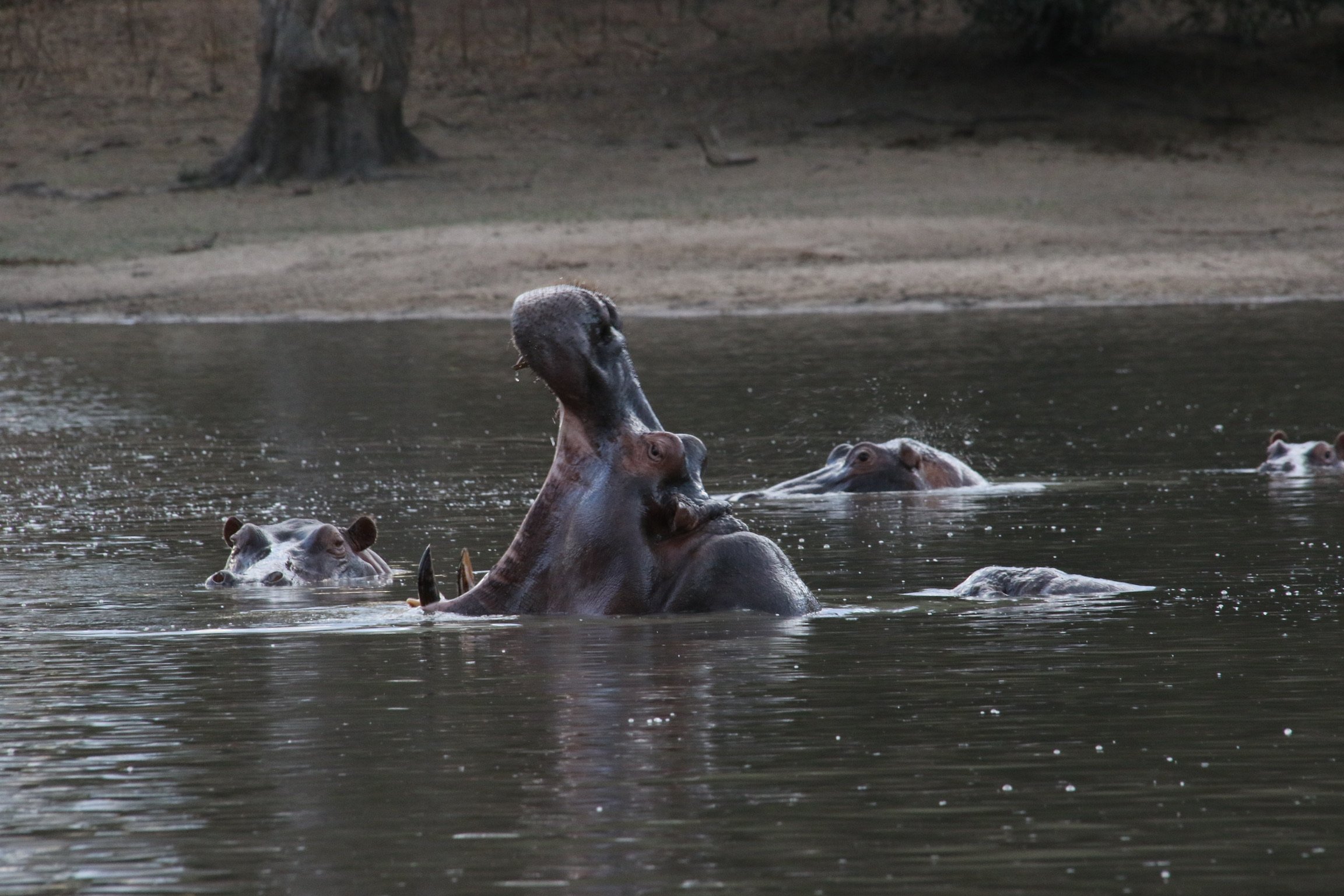 Mana Pools, Zimbabwe