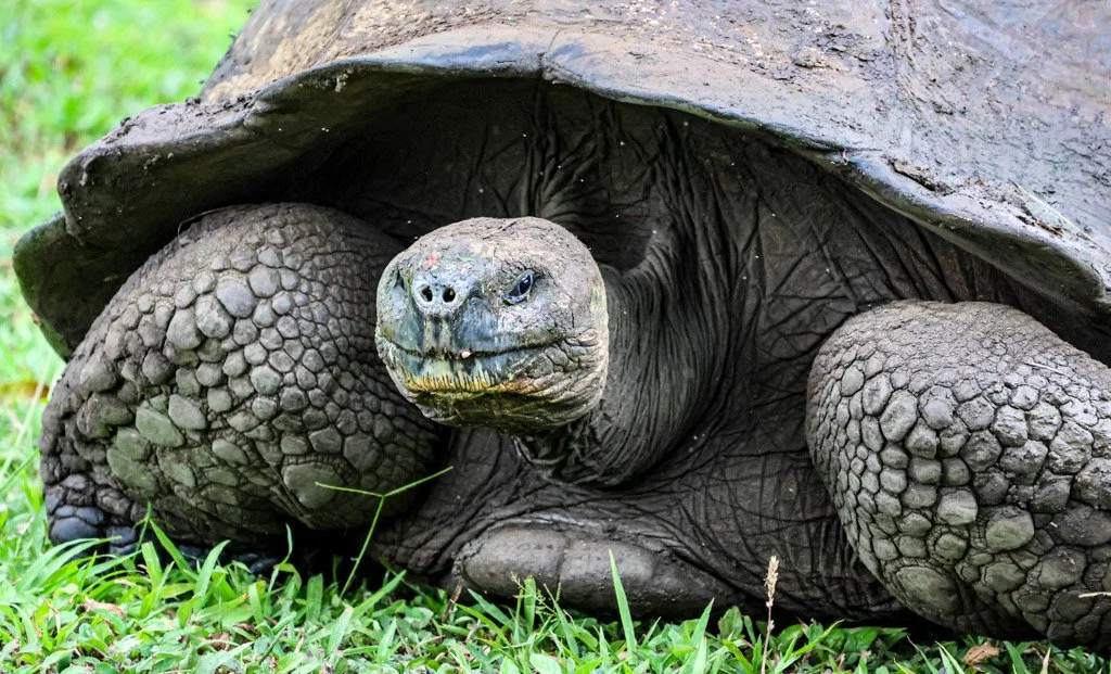 Galápagos Giant Tortoise. The longevity makes the conservation mathematics brutal: tortoises live 150+ years but reach sexual maturity slowly — females don't breed productively until around 20–25 years. A population that was decimated in the 18th and