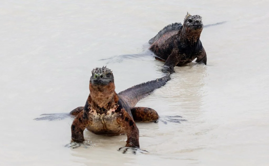 Marine Iguanas/  The colour variation is island-specific: the all-black populations on Fernandina and Isabela differ visibly from the red-and-black males on Española during breeding season — each island population has diverged sufficiently that subsp