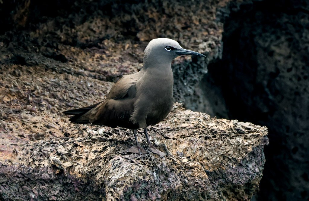 Brown Noddy Nesting on the rim of an active volcano is not a common composition anywhere in the world. What you have is a bird whose entire existence is ocean-dependent — it feeds by skimming the surface, rarely lands except to nest — perched on the 