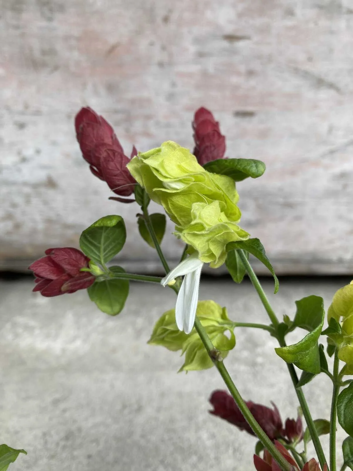 Shrimp Plant in Vase 4.JPG