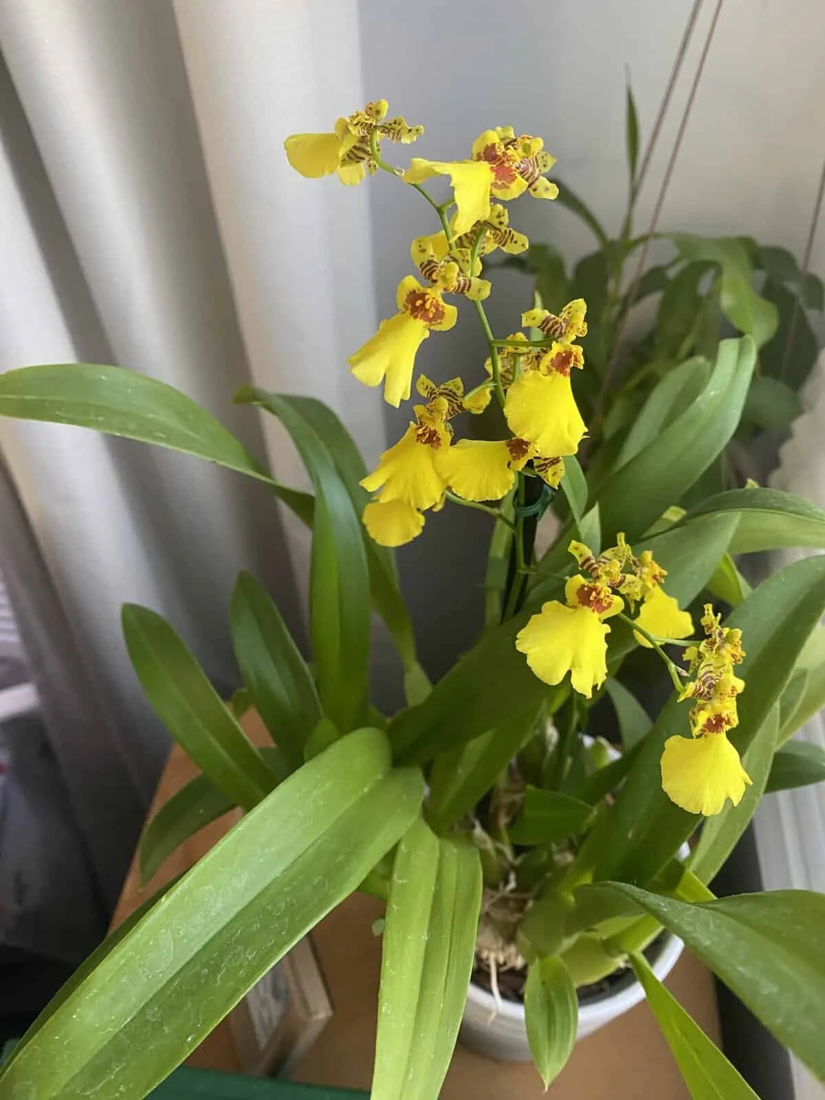 Orchid - Dancing Lady.JPG