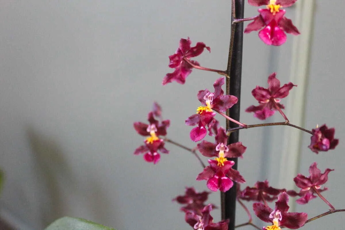 Orchid - Dancing Lady 2.JPG