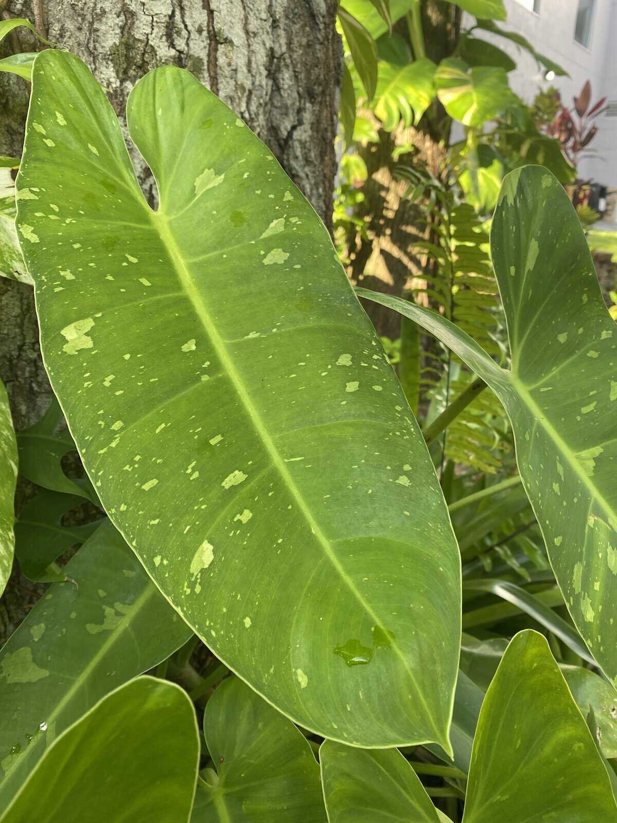 Philodendron Tree 2.JPG
