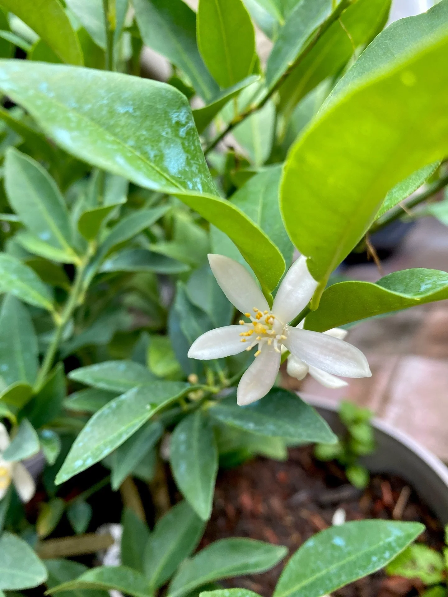 Just a happy little lime tree. Love the smell of citrus blossoms! 
What&rsquo;s your favorite flower scent? 
.
.
.
#garden #limetree #garden #sunflower_roots_studio #aromatherapy #naturalhealth #citrusblossoms