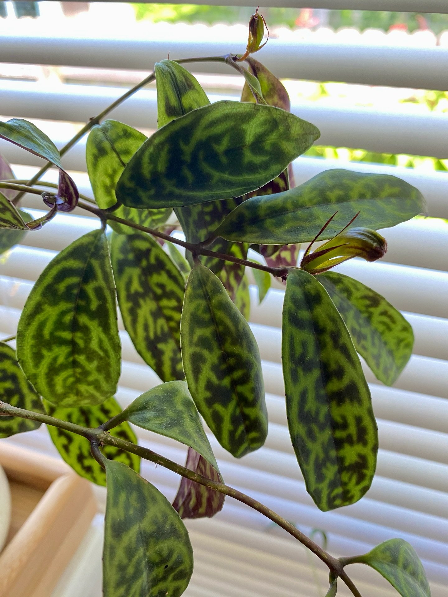 Black Pagoda Lipstick Plant
This lovely little vine can be found growing up in the trees throughout tropical regions of Malaysia &amp; Thailand. 
The underside of the leaves have such a unique purple pattern!
.
.
.
#tropicalhouseplants #sunflower_roo