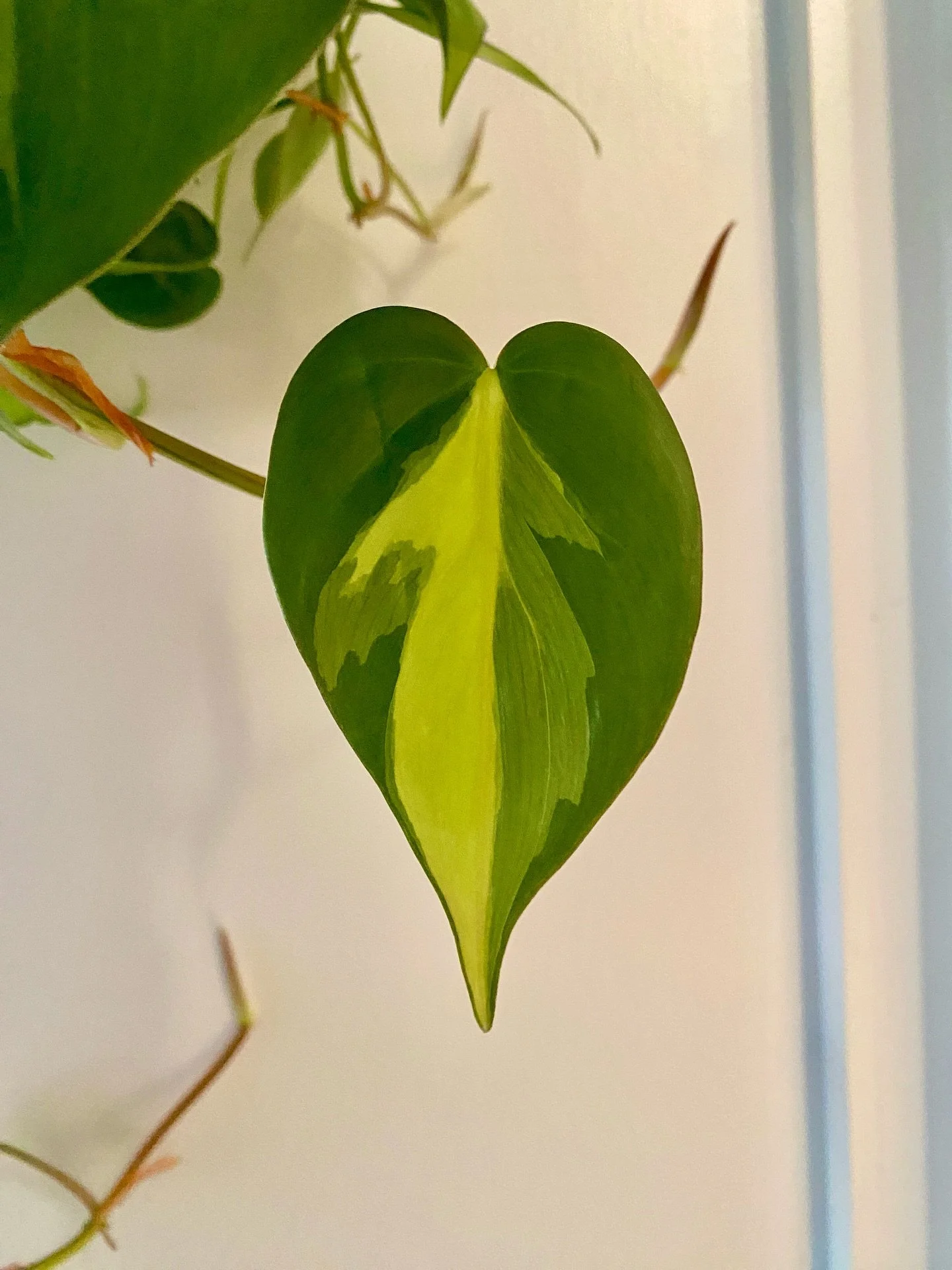 These little leaves just makes me smile. ☺️ 
Heart Leaf Philodendron
Check out the blog for the full plant care article!
.
.
.
#heartleafphilodendron #philodendron #sunflower_roots_studio #tropicalhouseplants