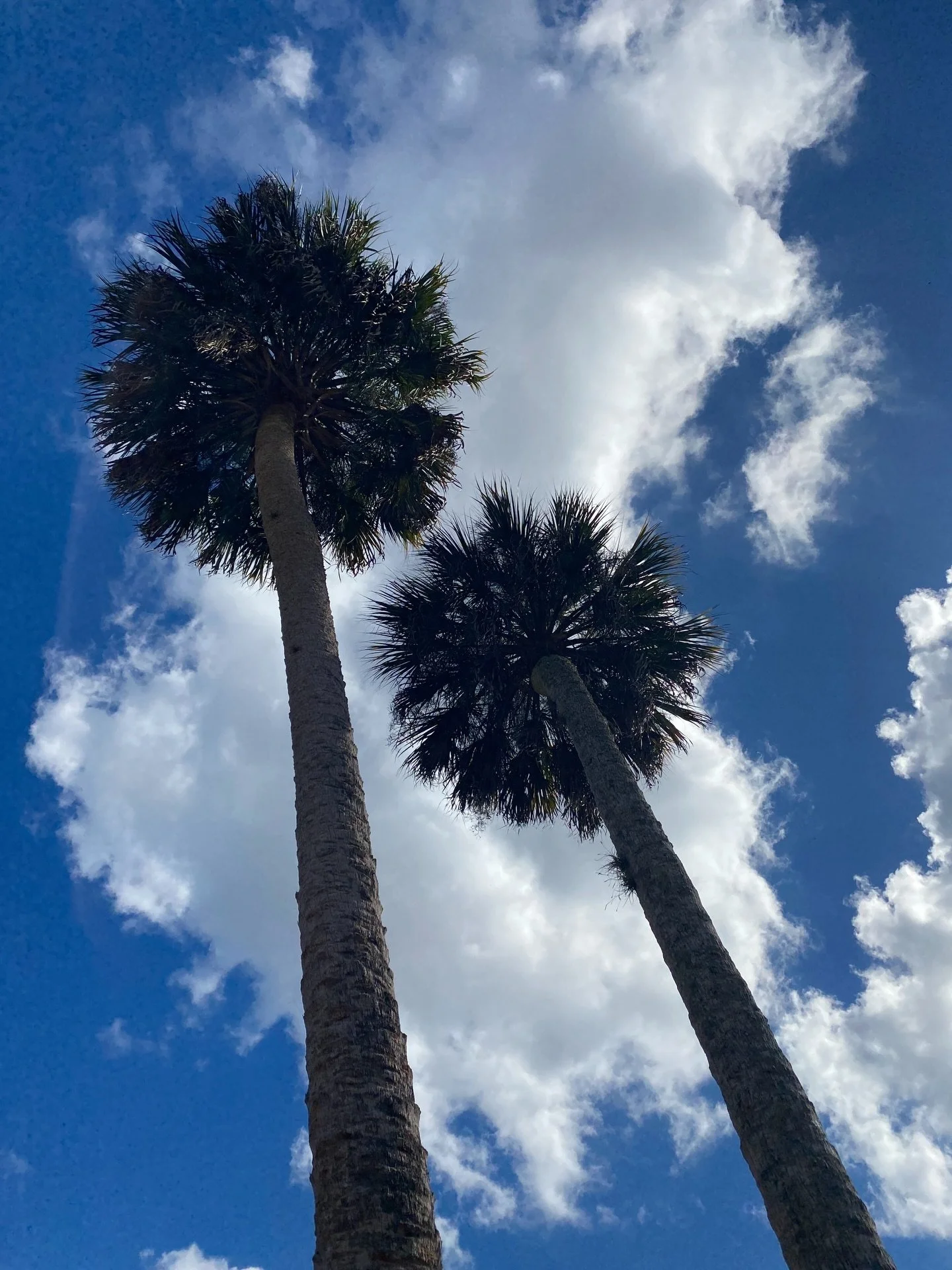 Happy Saturday Everyone!
.
.
.
#nofilter #floridaphotography