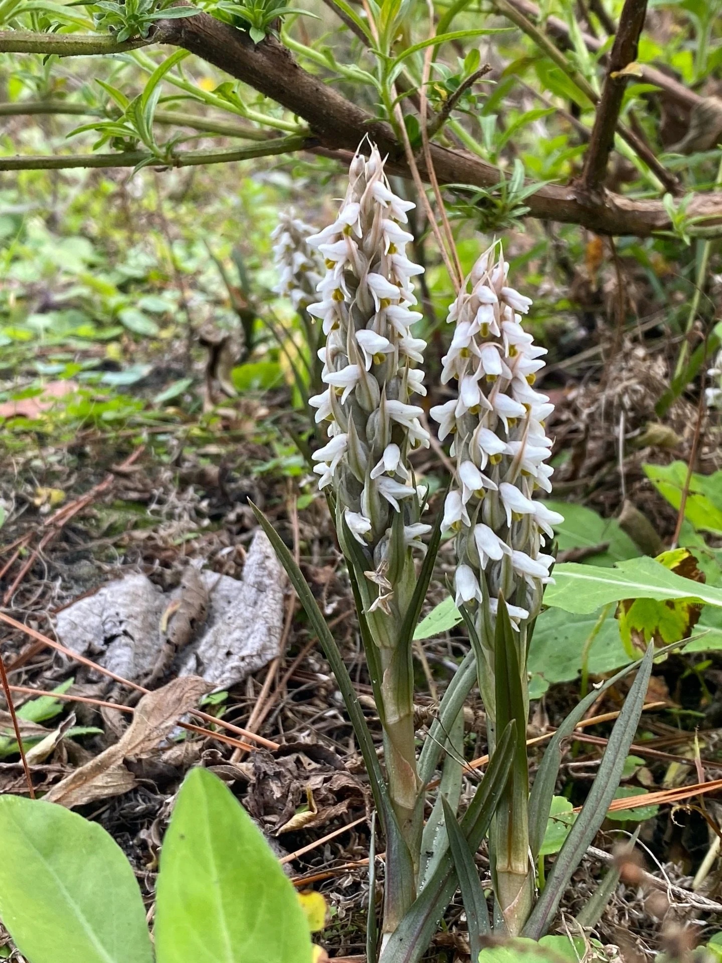 Zeuxine strateumatica (Linnaeus) &ldquo;Lawn Orchid&rdquo;

I&rsquo;ve been having fun exploring the world of native and naturalized orchids in Florida. It turns out they could be right in your backyard! I&rsquo;ve found this lovely little gem along 