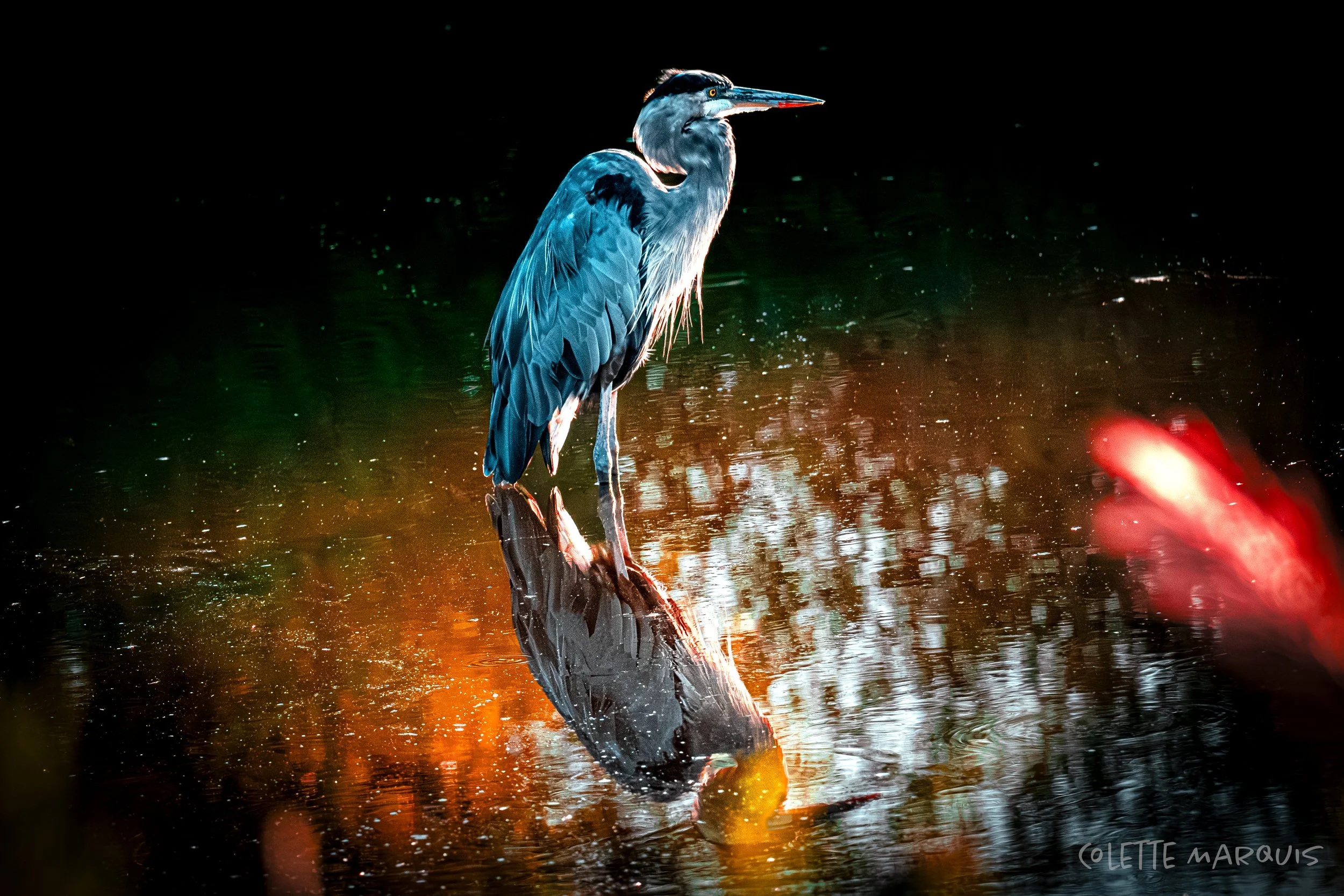 A blue heron standing in shallow water, with its reflection visible, lit with colorful, vibrant lighting.