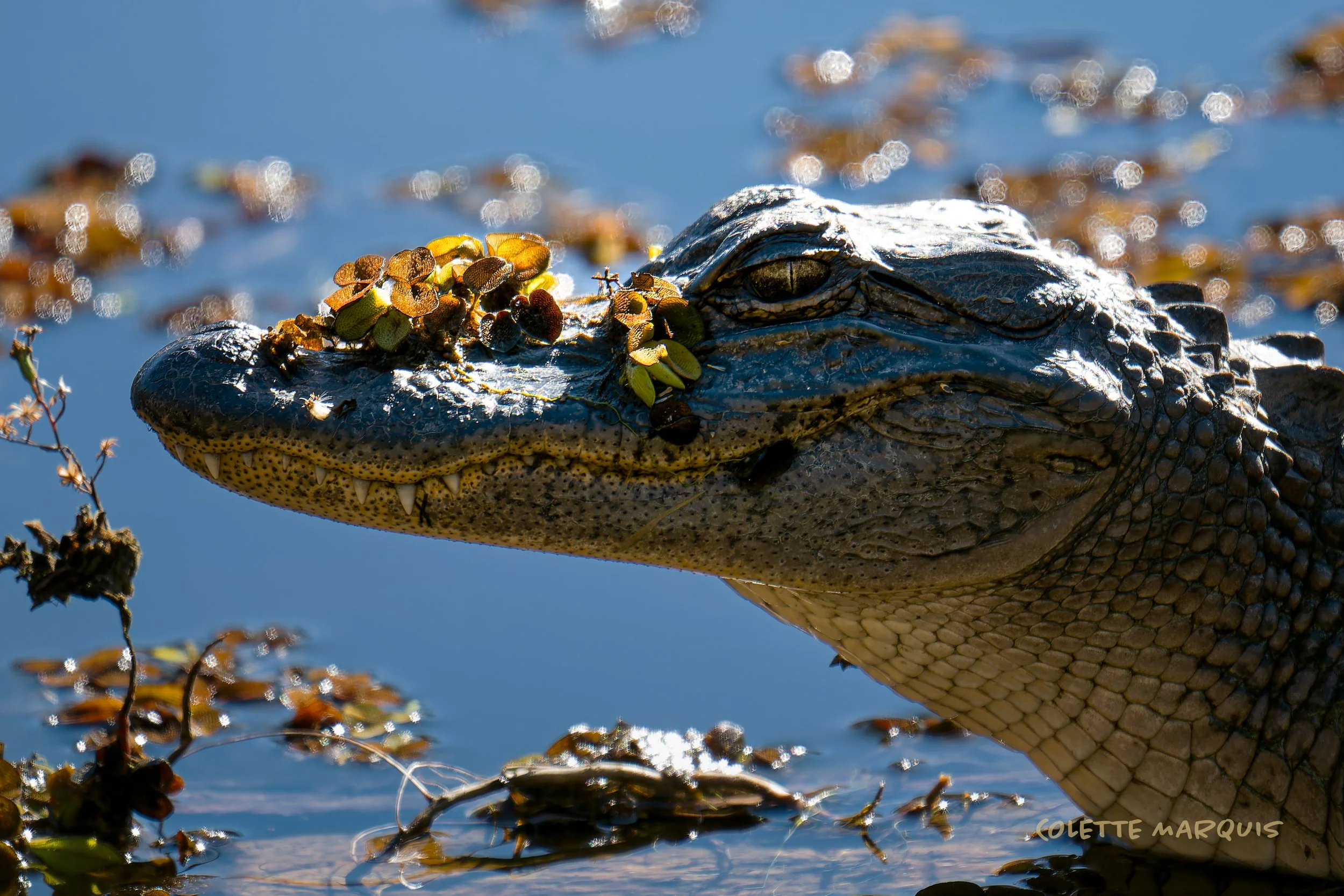 aligator1zoom.jpg