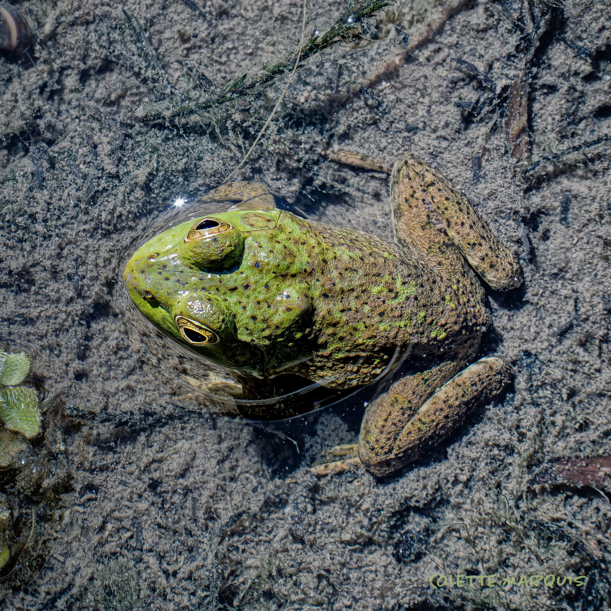 FROGGY.jpg