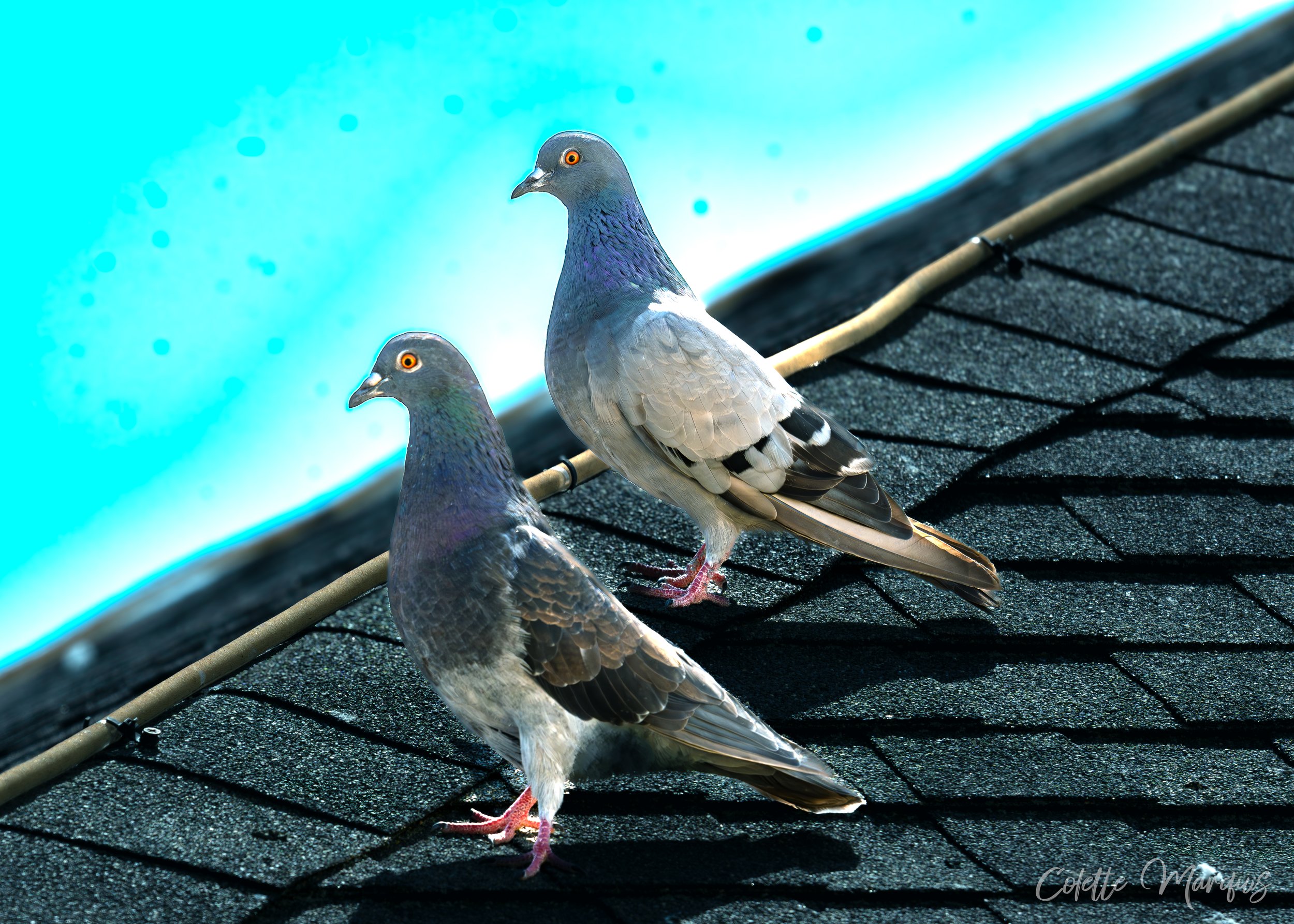 Two male pigeons with iridescent grey and purple feathers perched on a dark shingled roof near a swimming pool with a blue background.