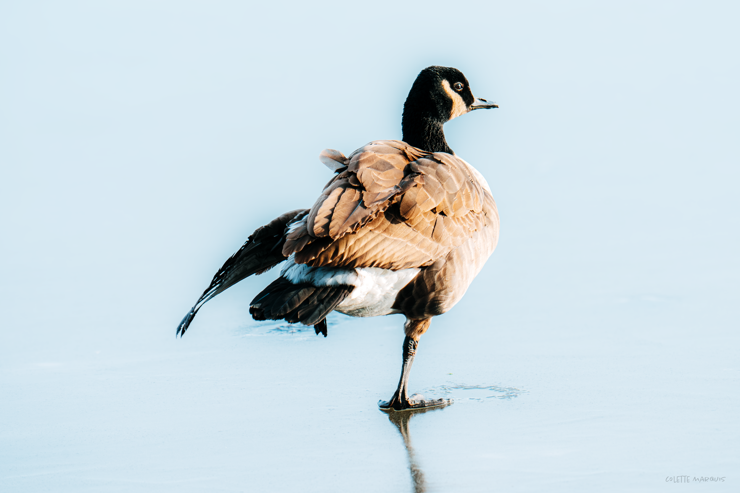 A duck standing on ice, facing to the right, with brown and black feathers and a black head.