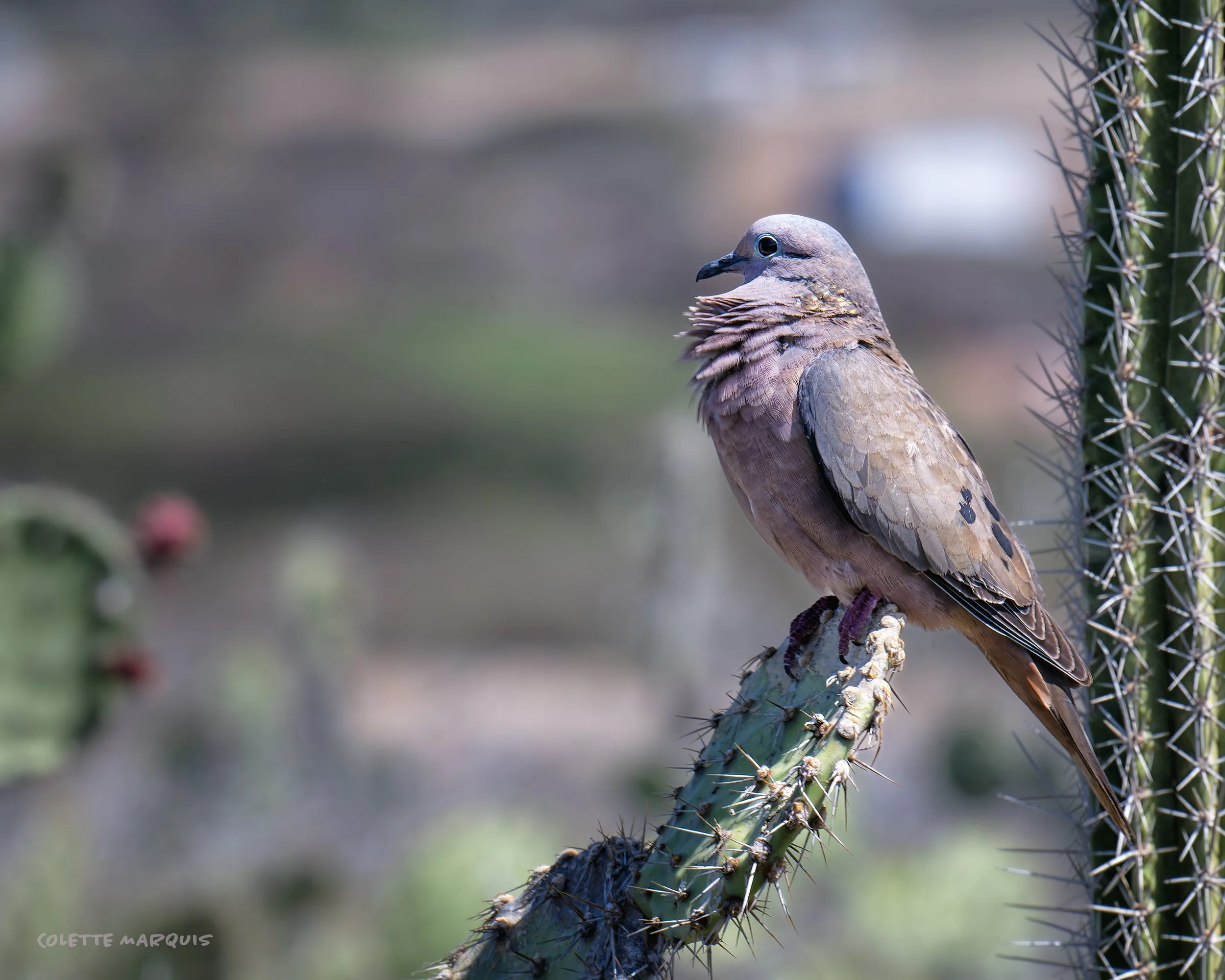 bird1.jpg