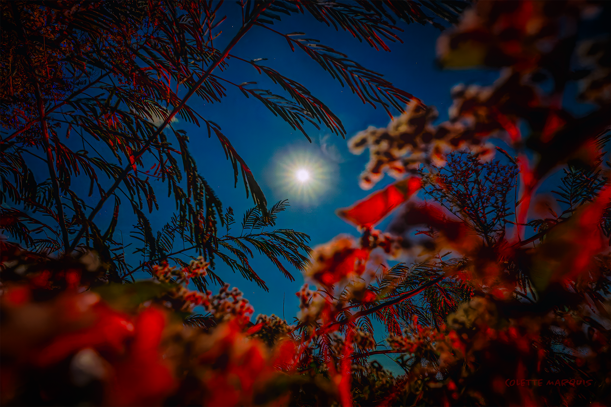 MOONSHOT.png