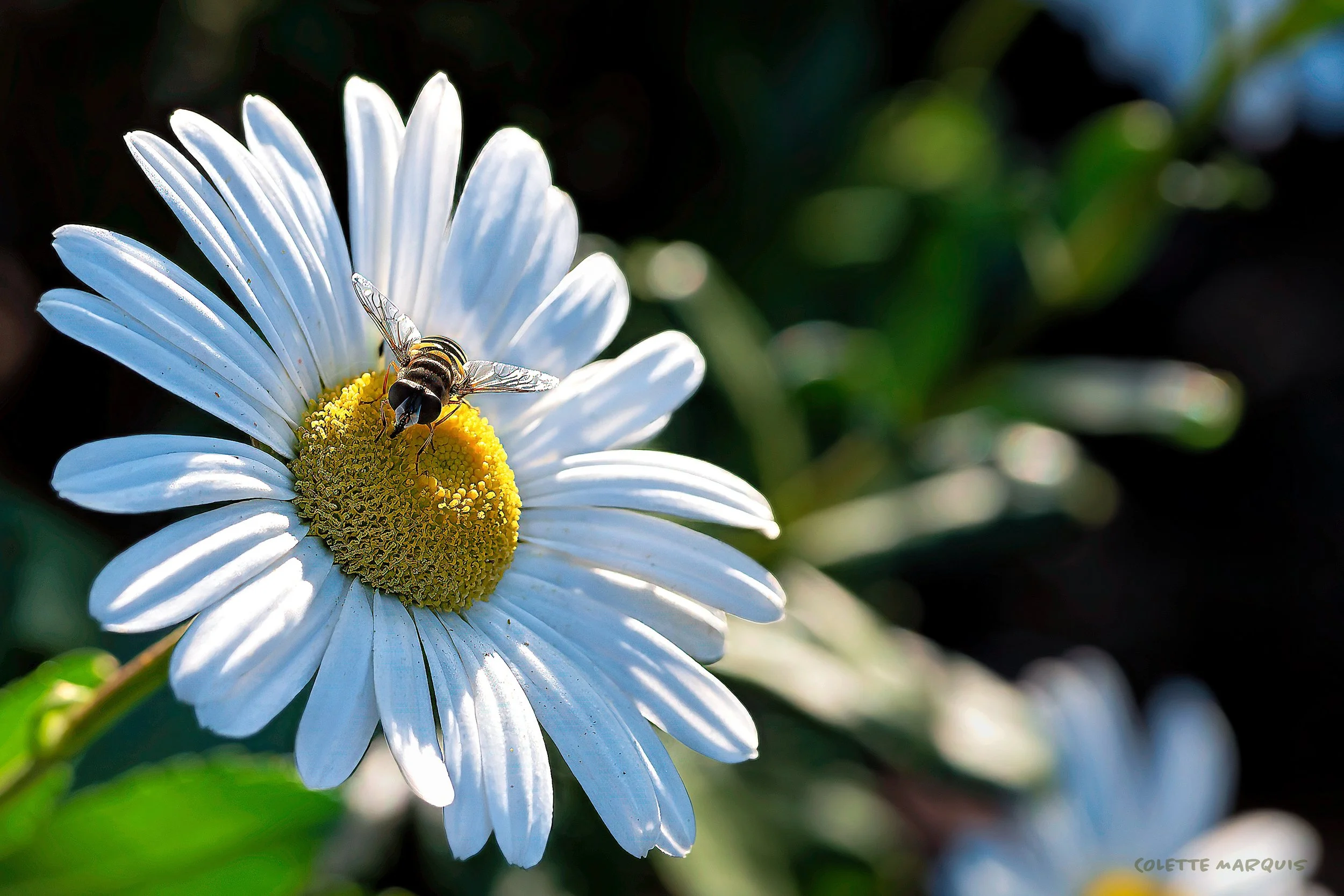 _Z633063_DxO-Edit.jpg