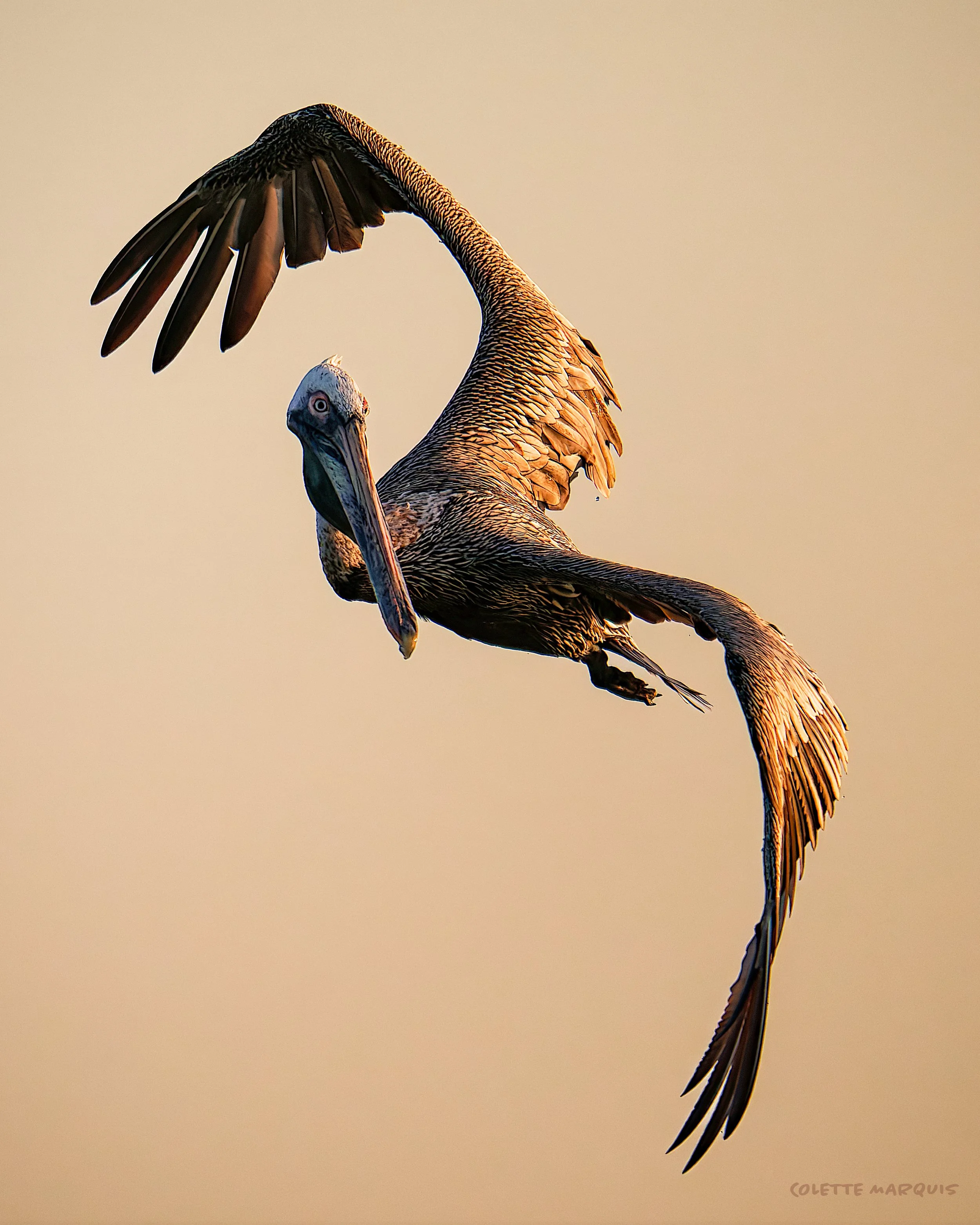 pterodactyl-after-peli.jpg