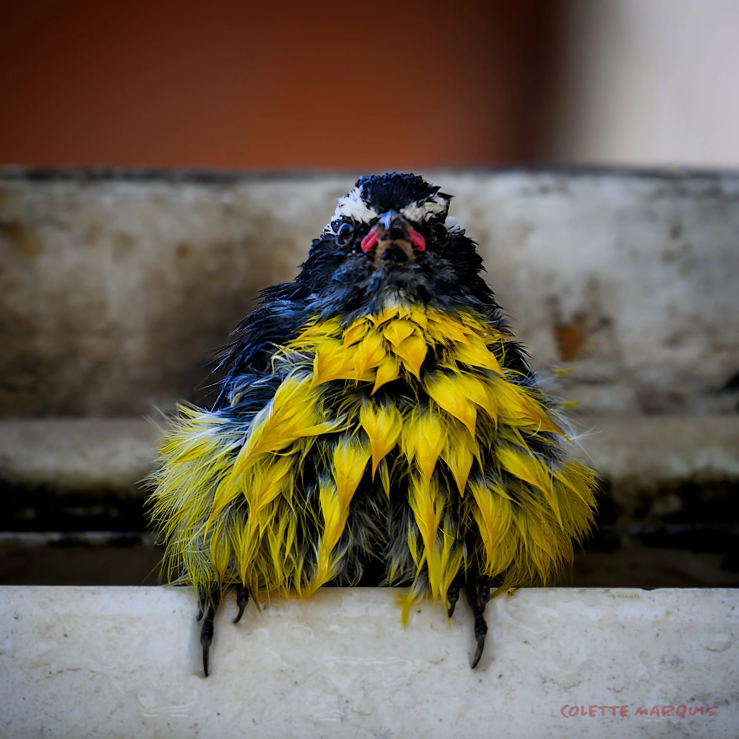 crankybird.jpg
