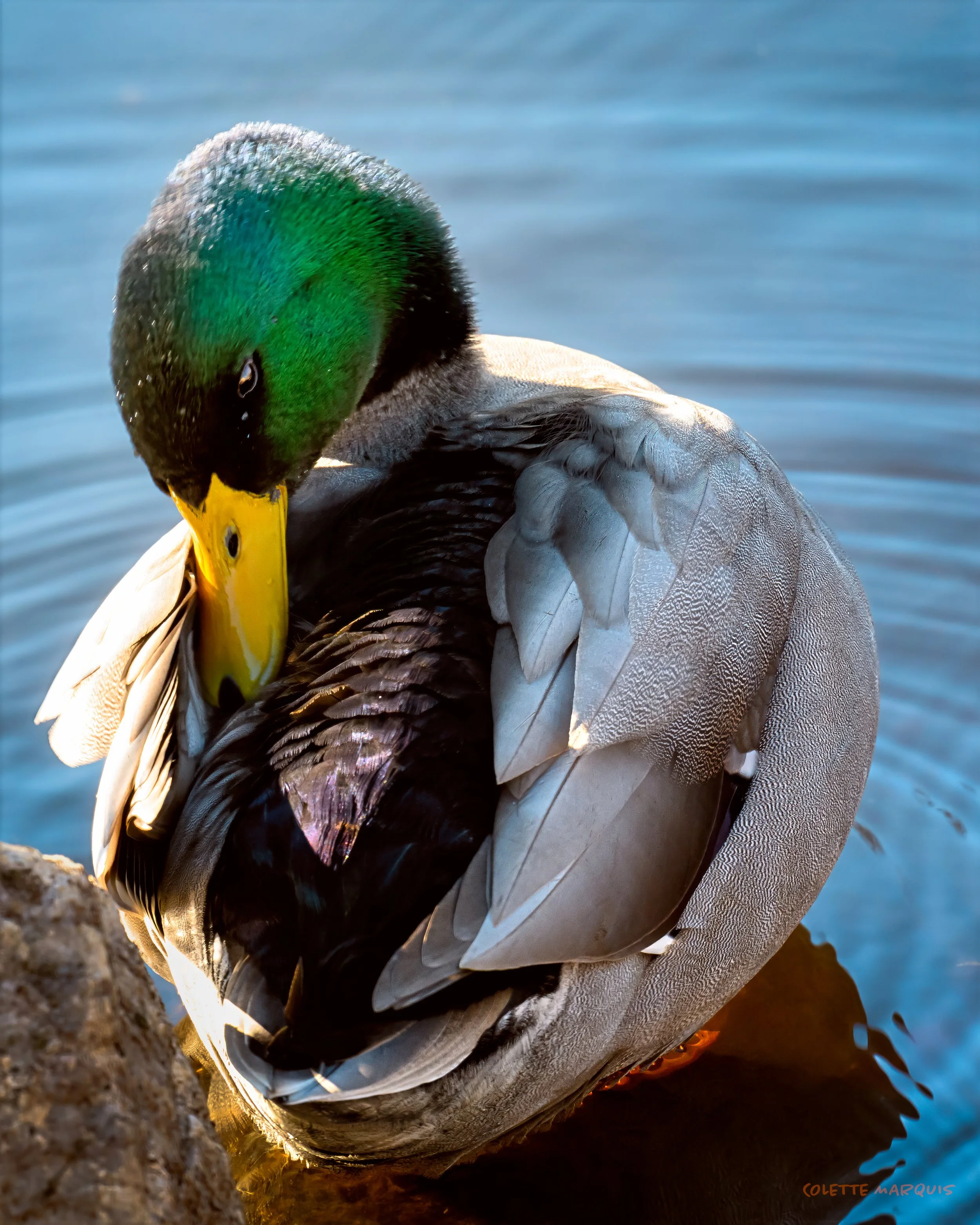 mallard.jpg