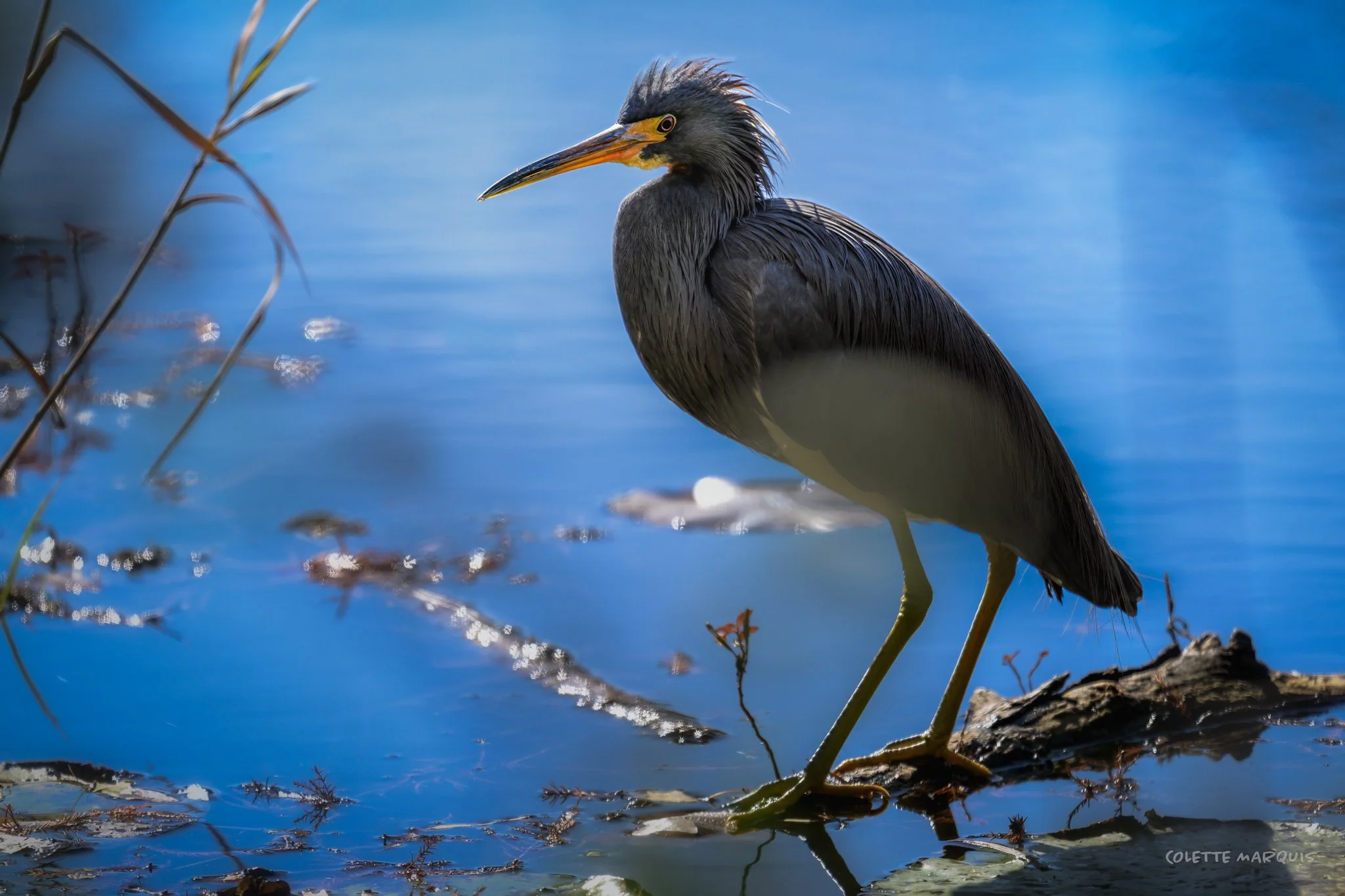 triheron1.jpg
