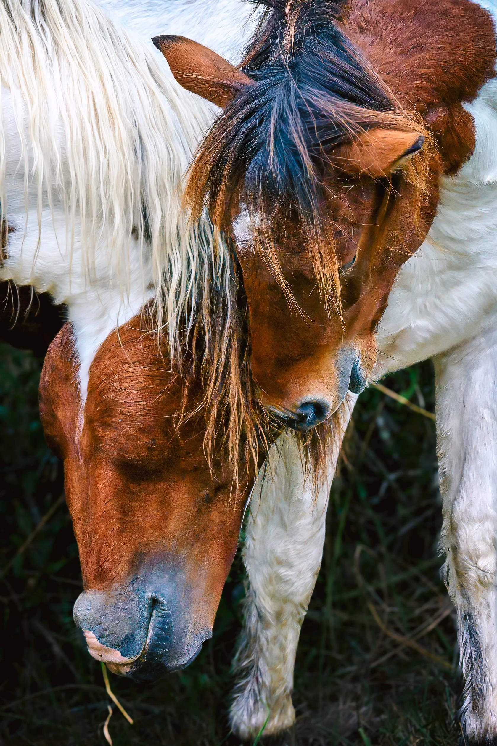 NUZZLEHORSIES.jpg