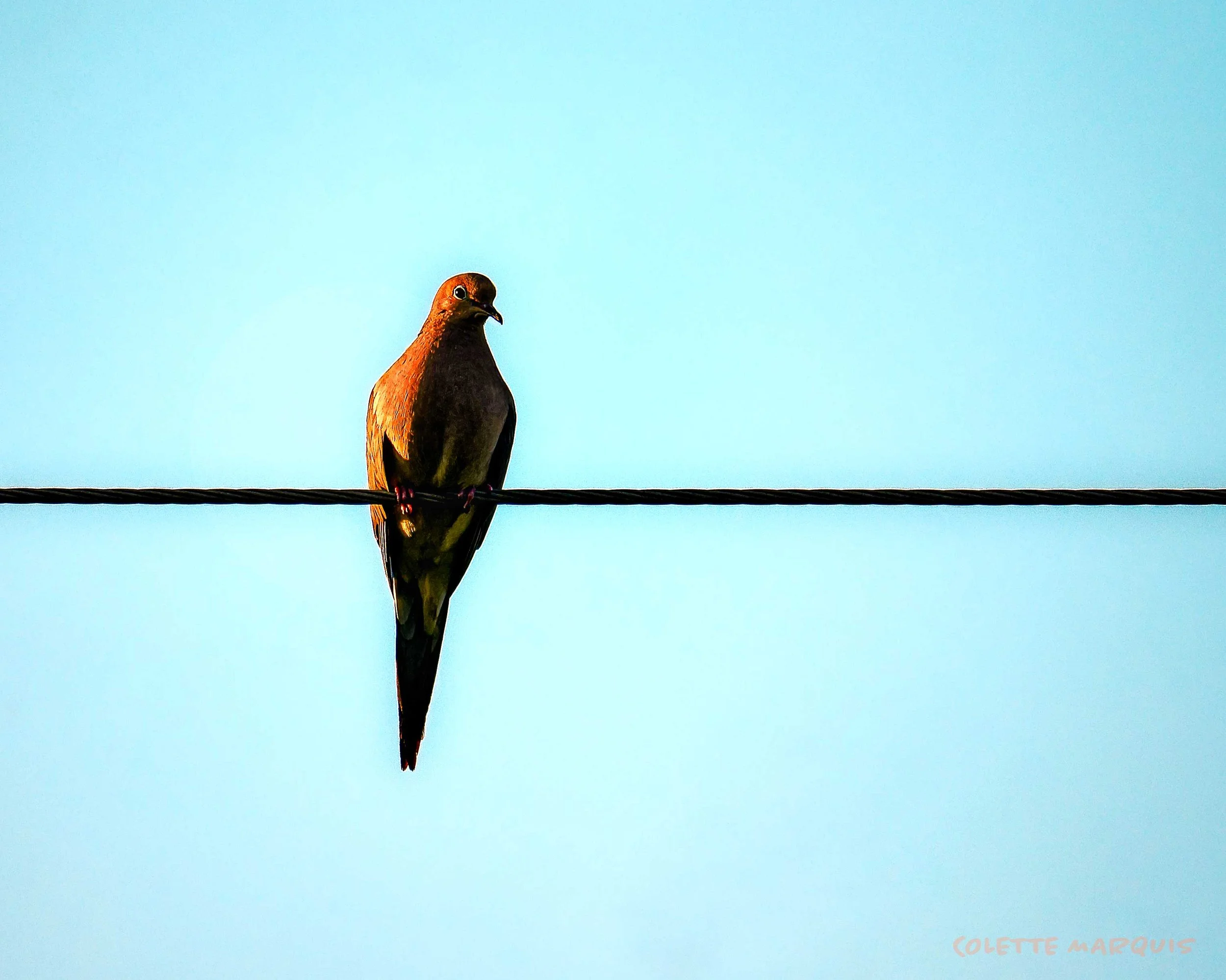 _Z638485_DxO-Edit.jpg