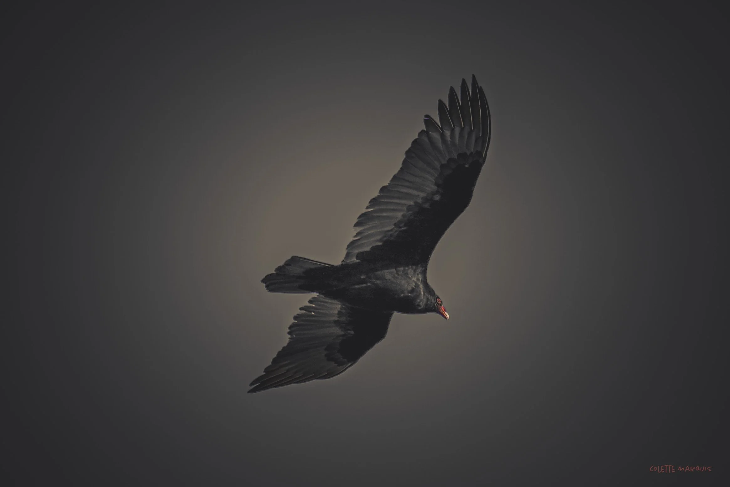 A black vulture soaring in a dark gray sky with wings spread wide.