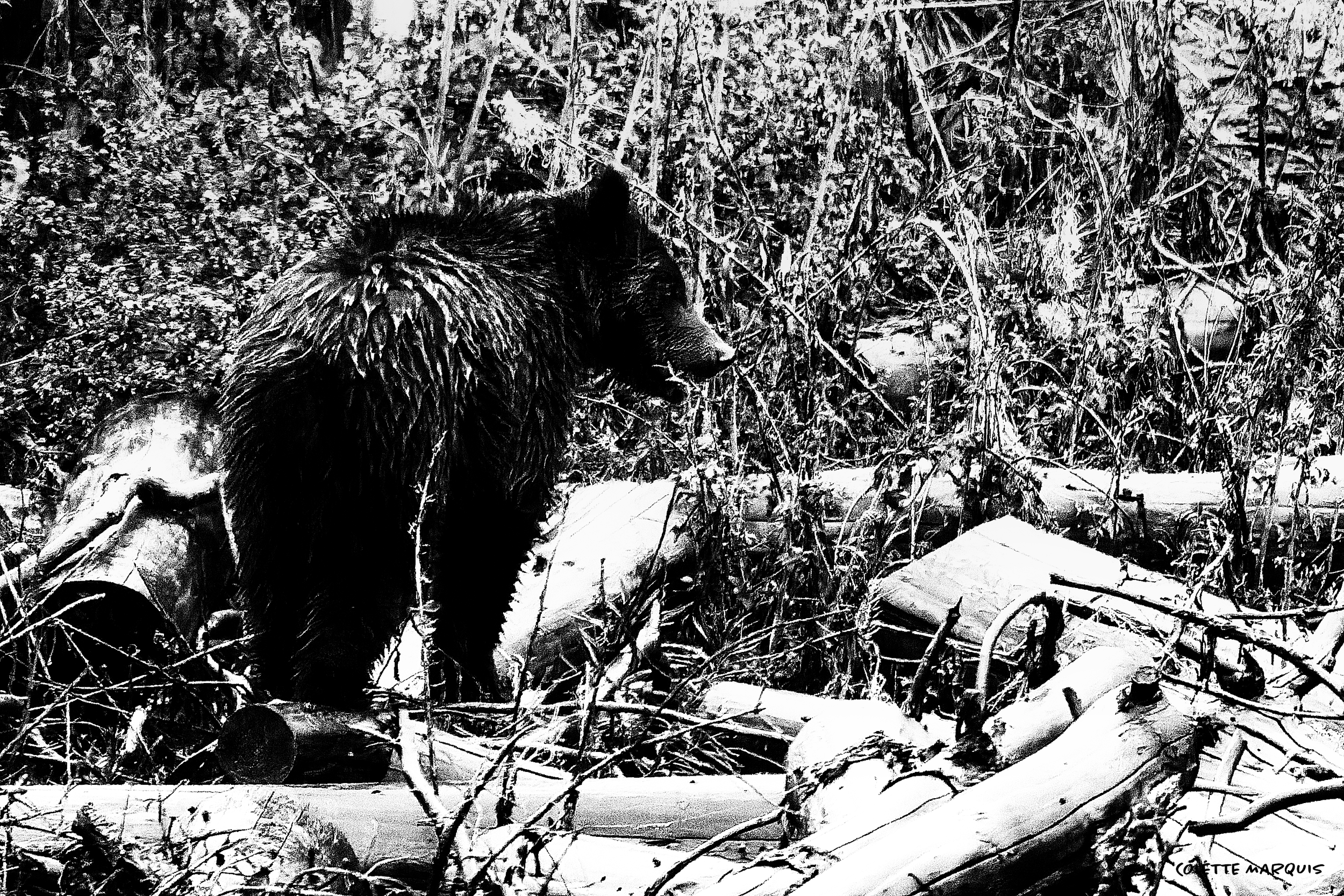BWBEAR.png