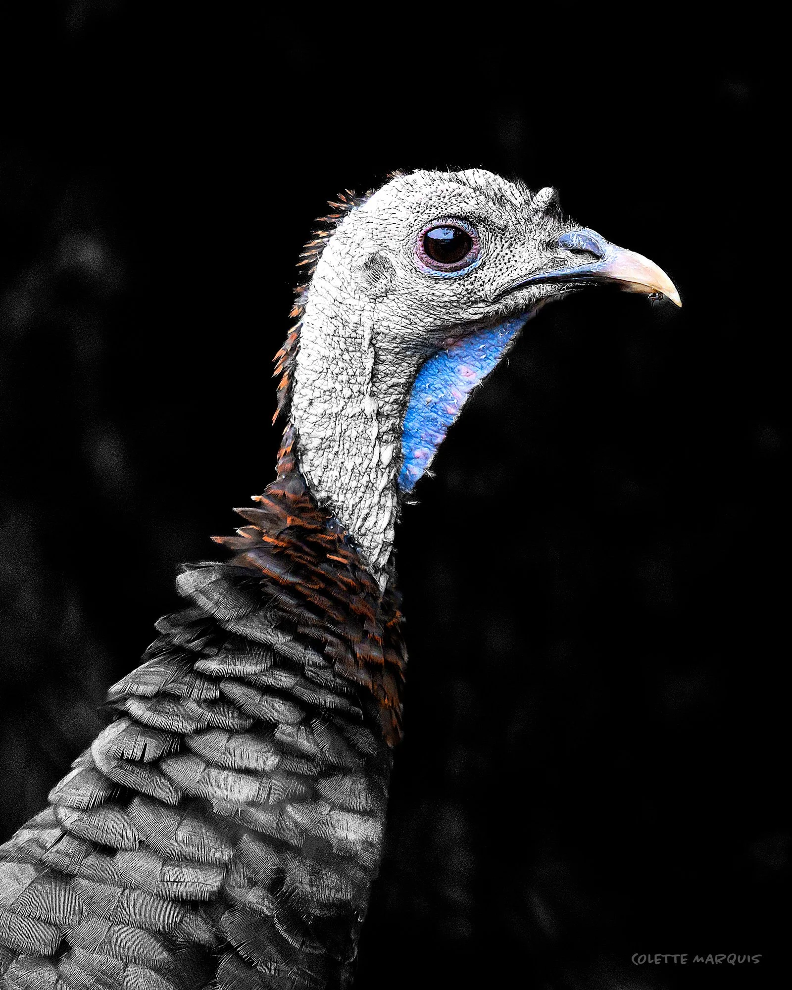 TURKEY.jpg