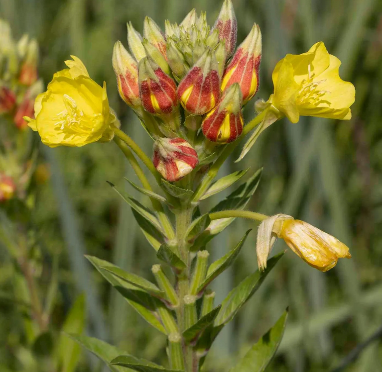 Common Evening-Primrose Seeds