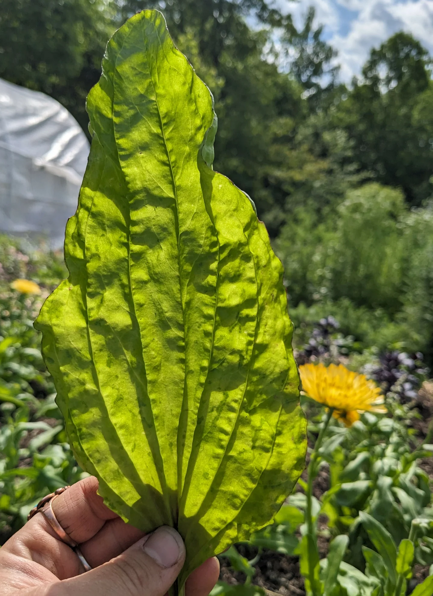 Screenshot 2026-05-28 at 21-27-01 Plantain - Certified Naturally Grown – Meeting House Farm.png