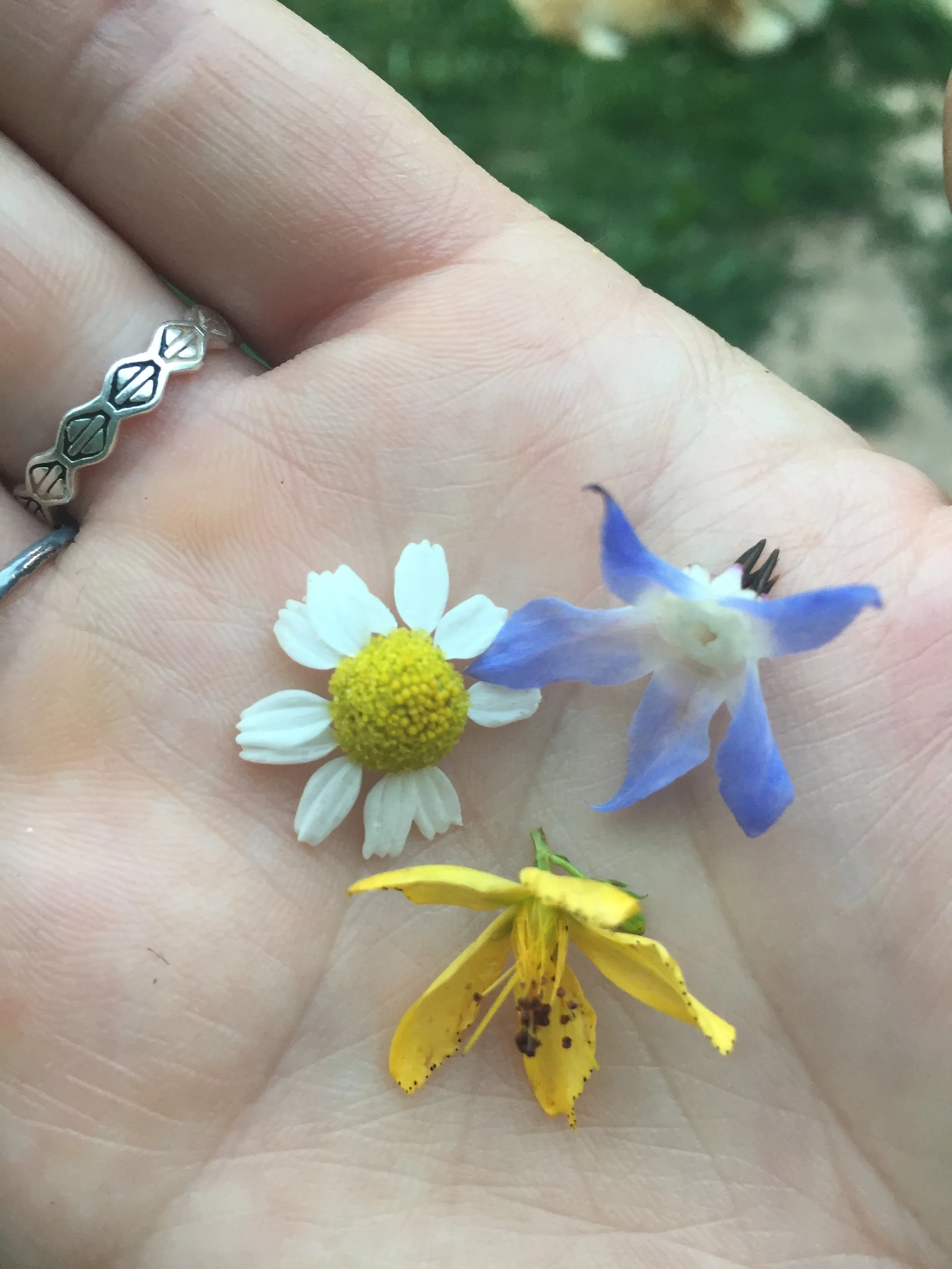 June 2026 Medicinal Herb Class for Women - Crafting Flower Essences with a Medicinal Herb Ally